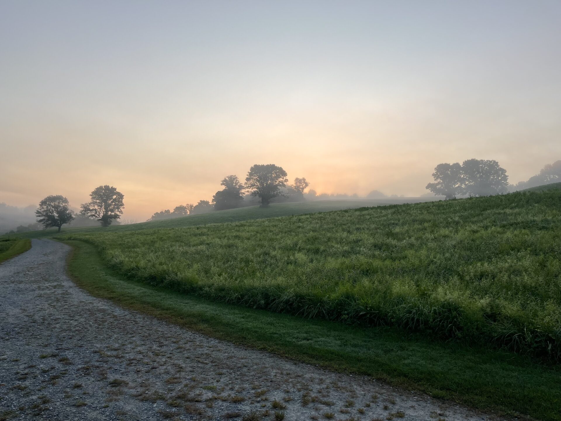 a path leading into the distance with a grassy field on the right and a soft, misty peach glow in the sky with silhouetted trees on the horizon
