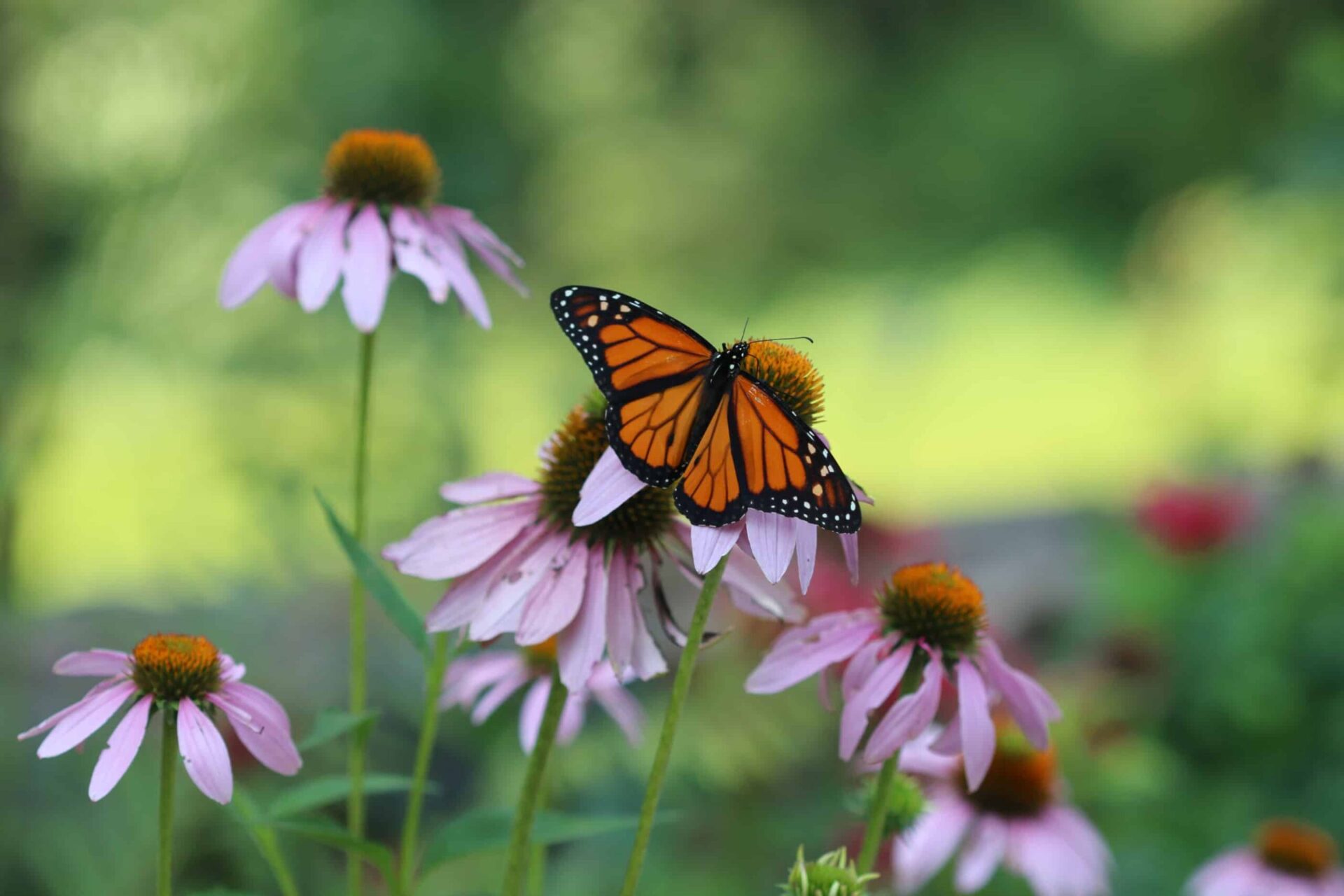 An orange and black monarch butterfly sips nectar from purple coneflower