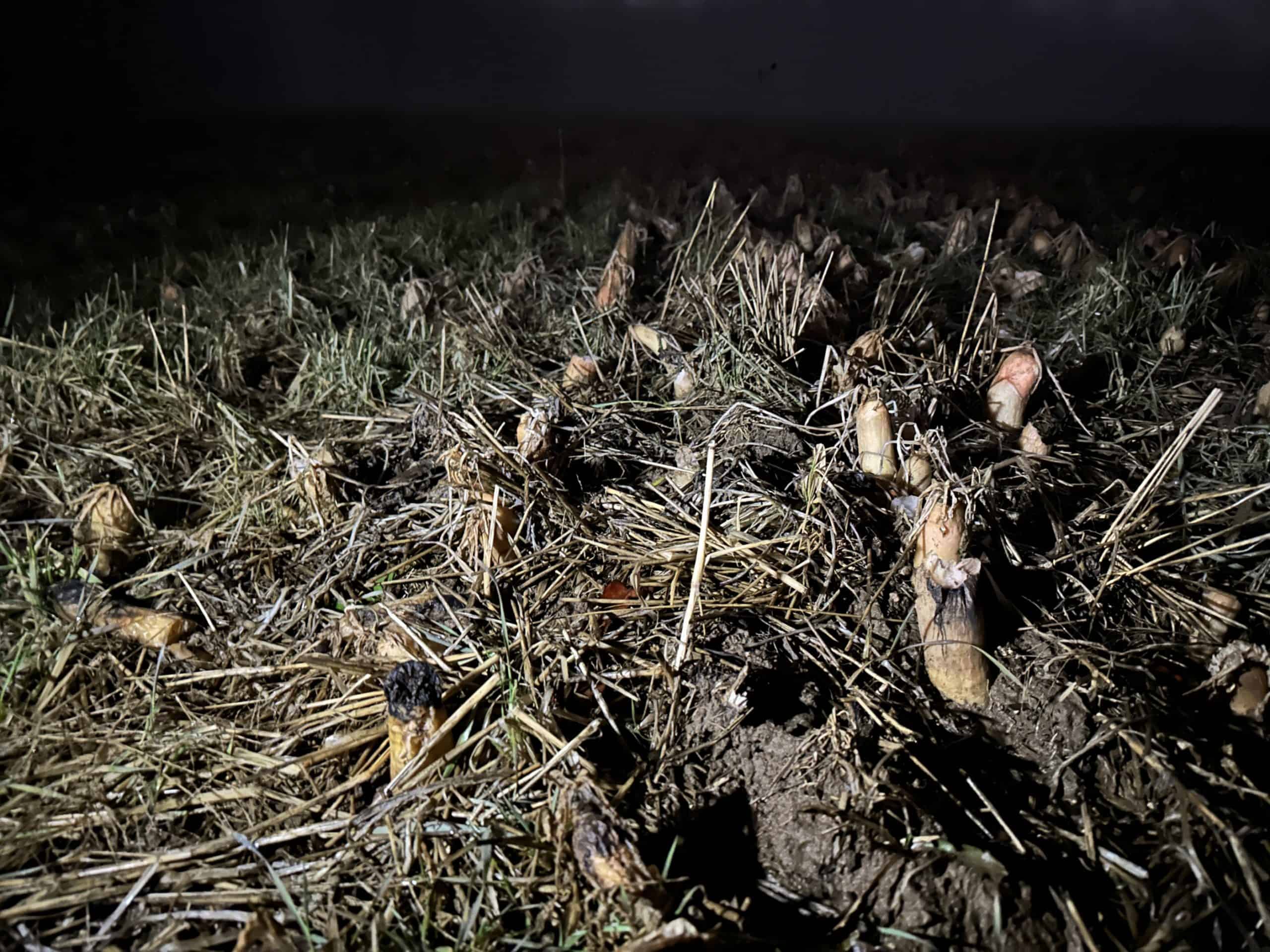 Diakon radishes used as a cover crop at Crow's Nest Preserve.
