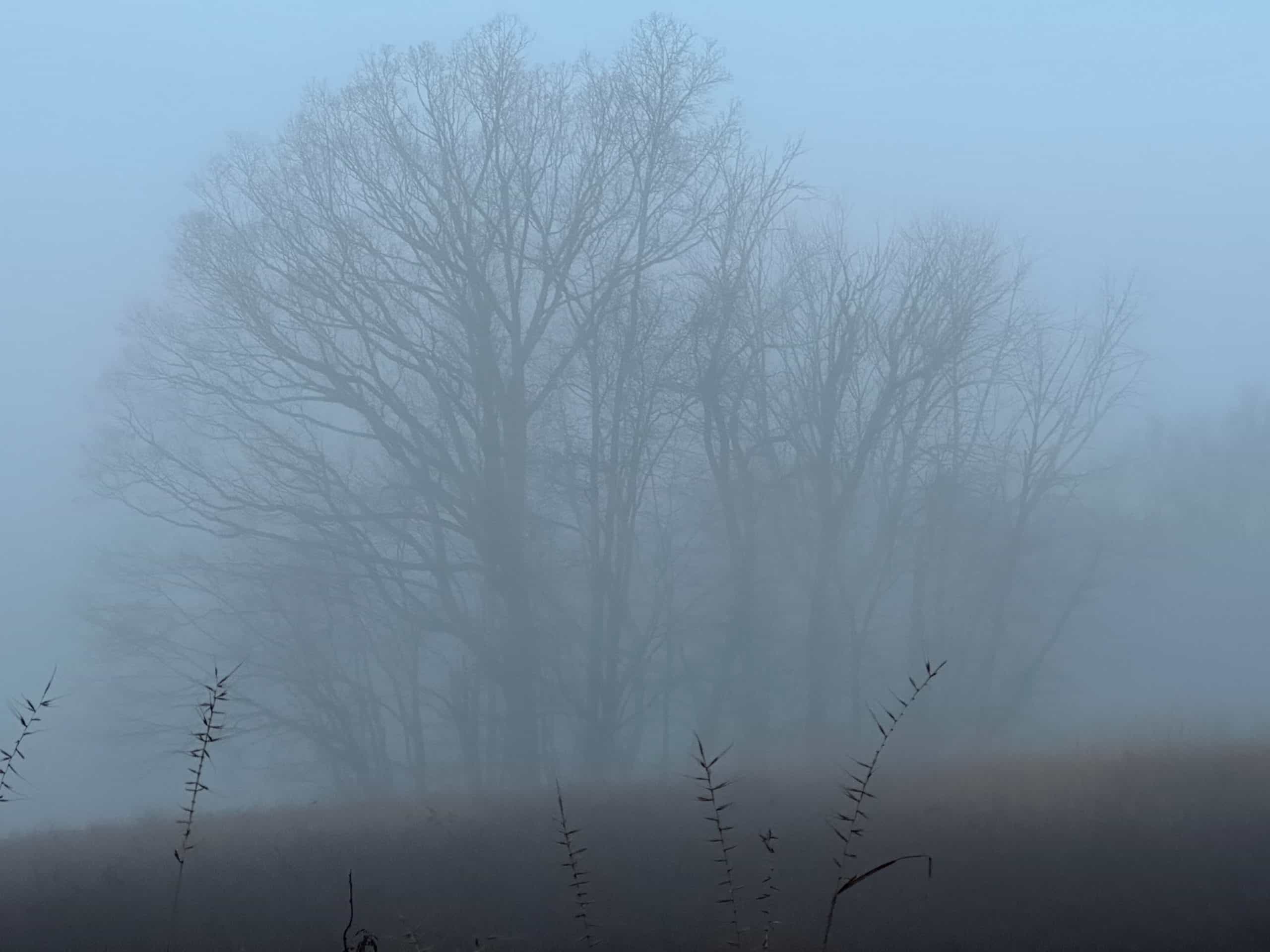 A grove of trees shrouded in fog at Crow's Nest Preserve