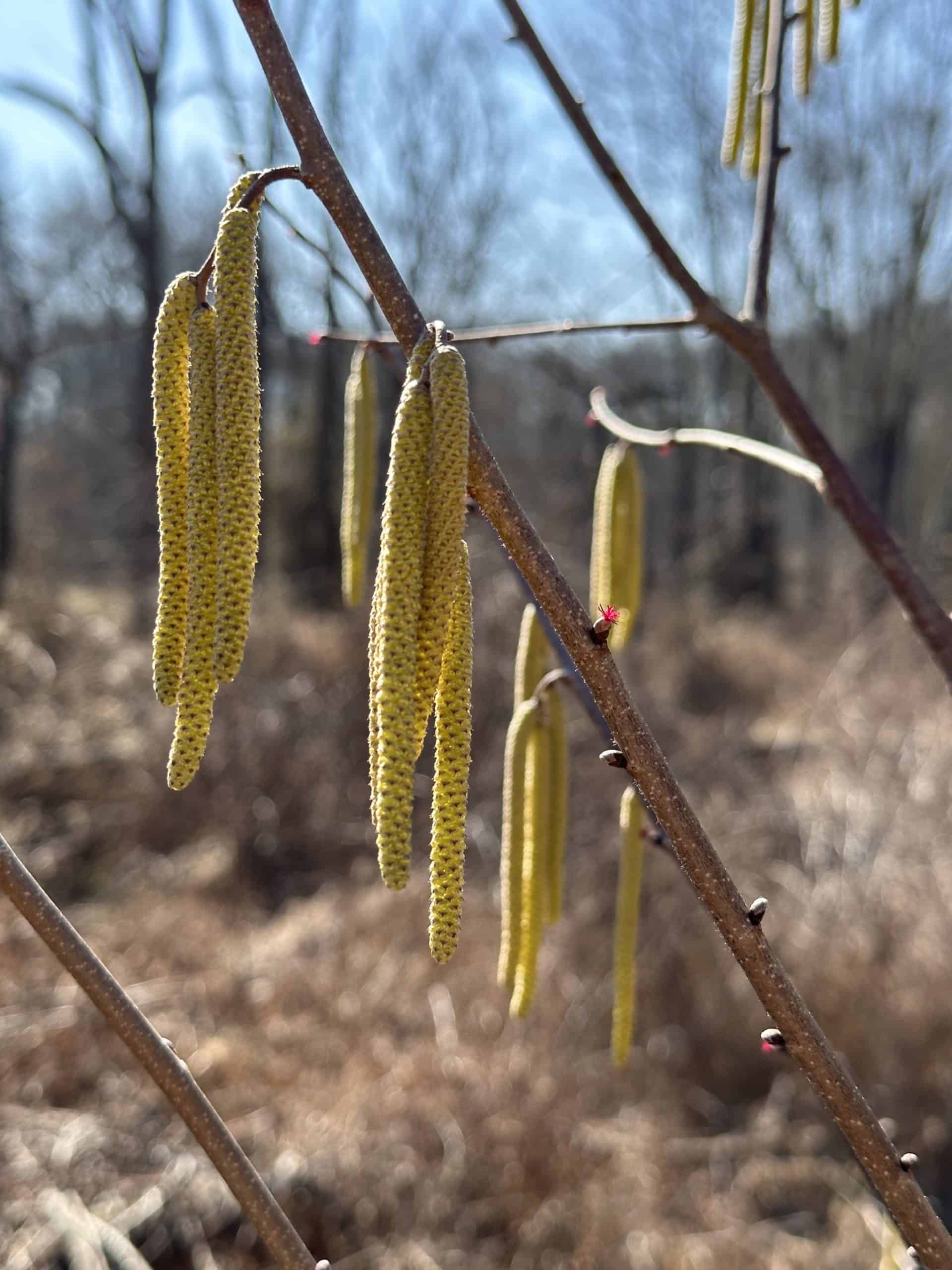 Drooping catkins of alder flowers