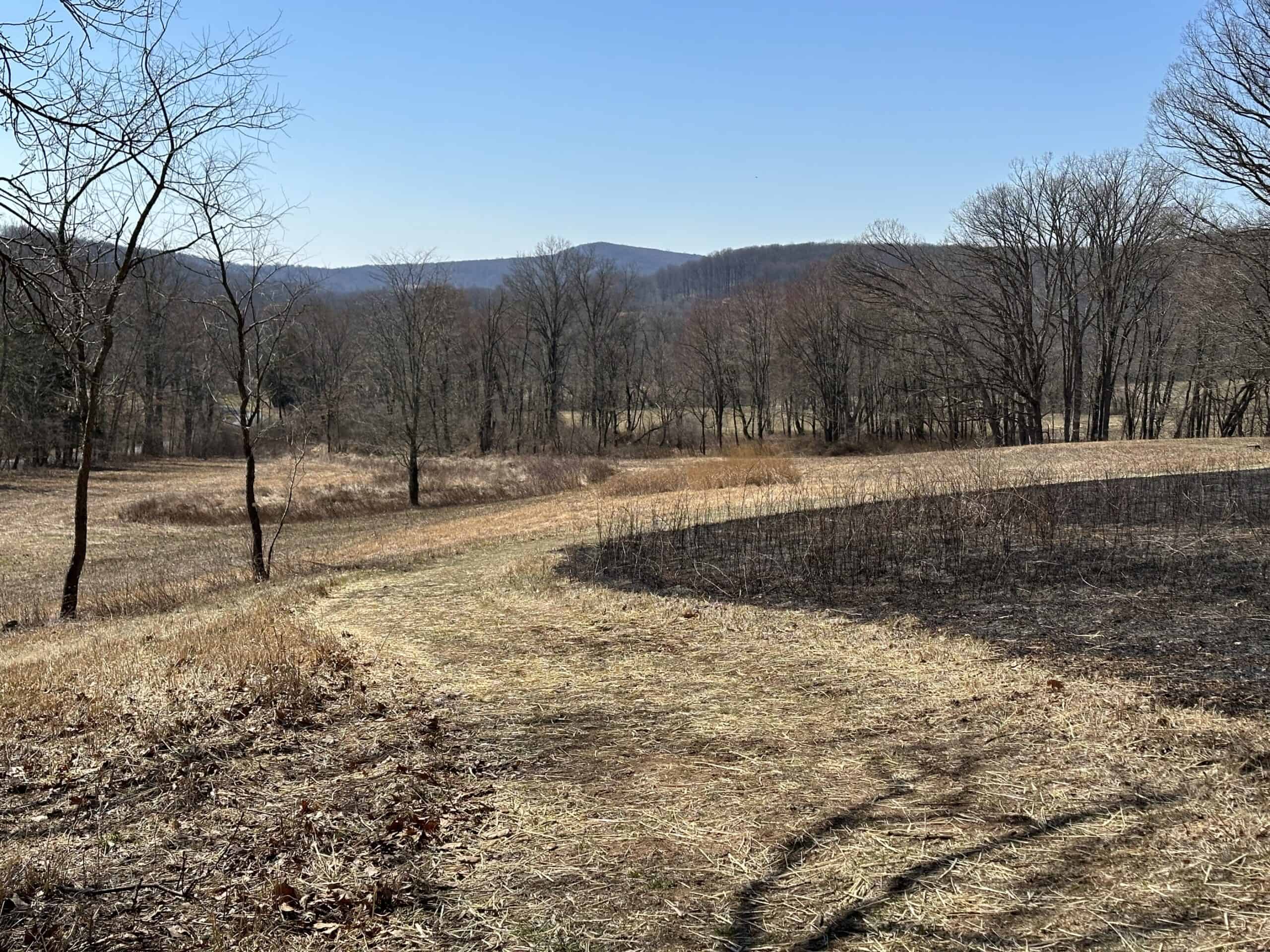 Neat border of an area of prescribed fire next to mowed meadow