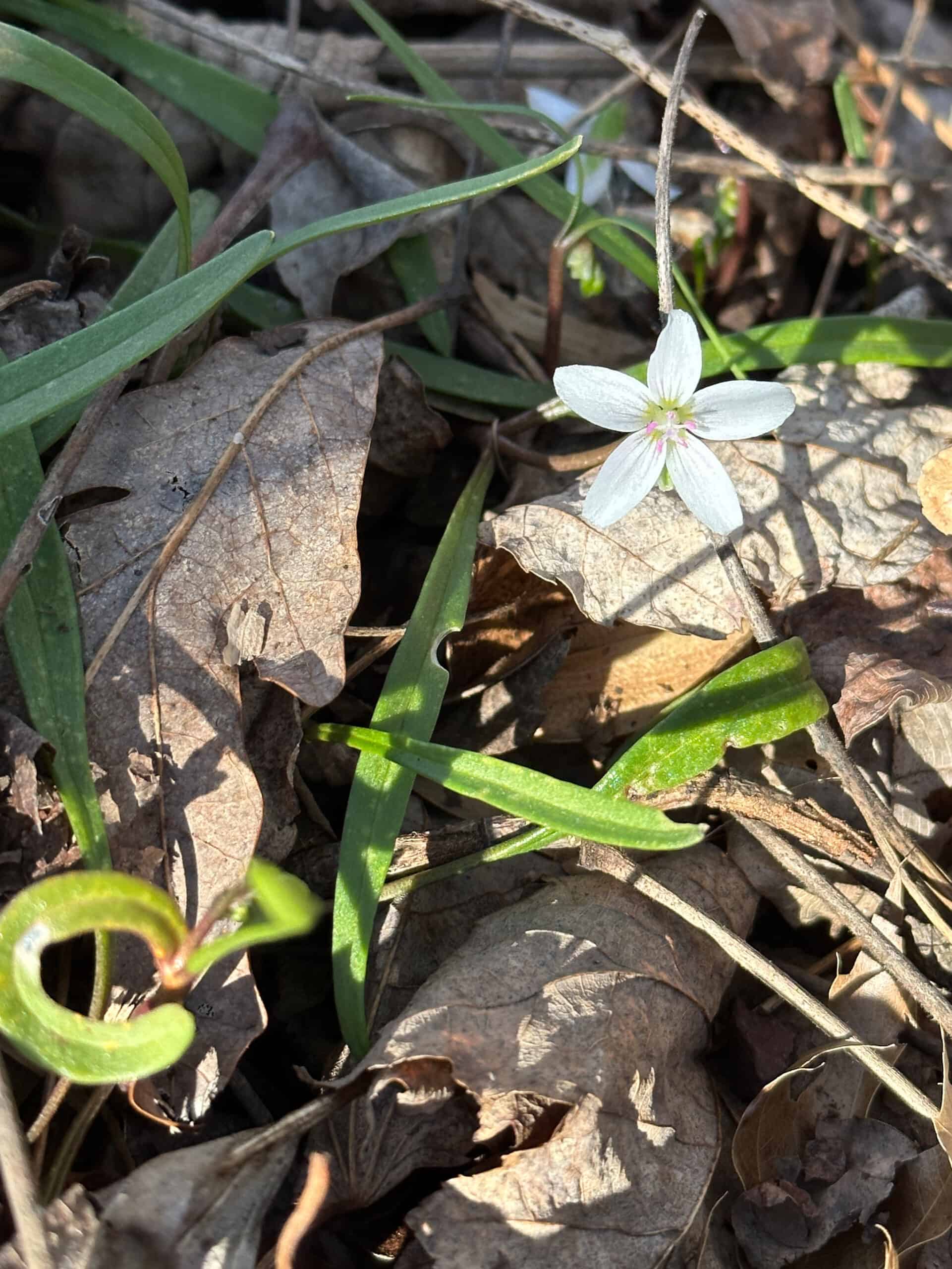 Spring beauty, five-petaled white wildflower with pink stripes on petals