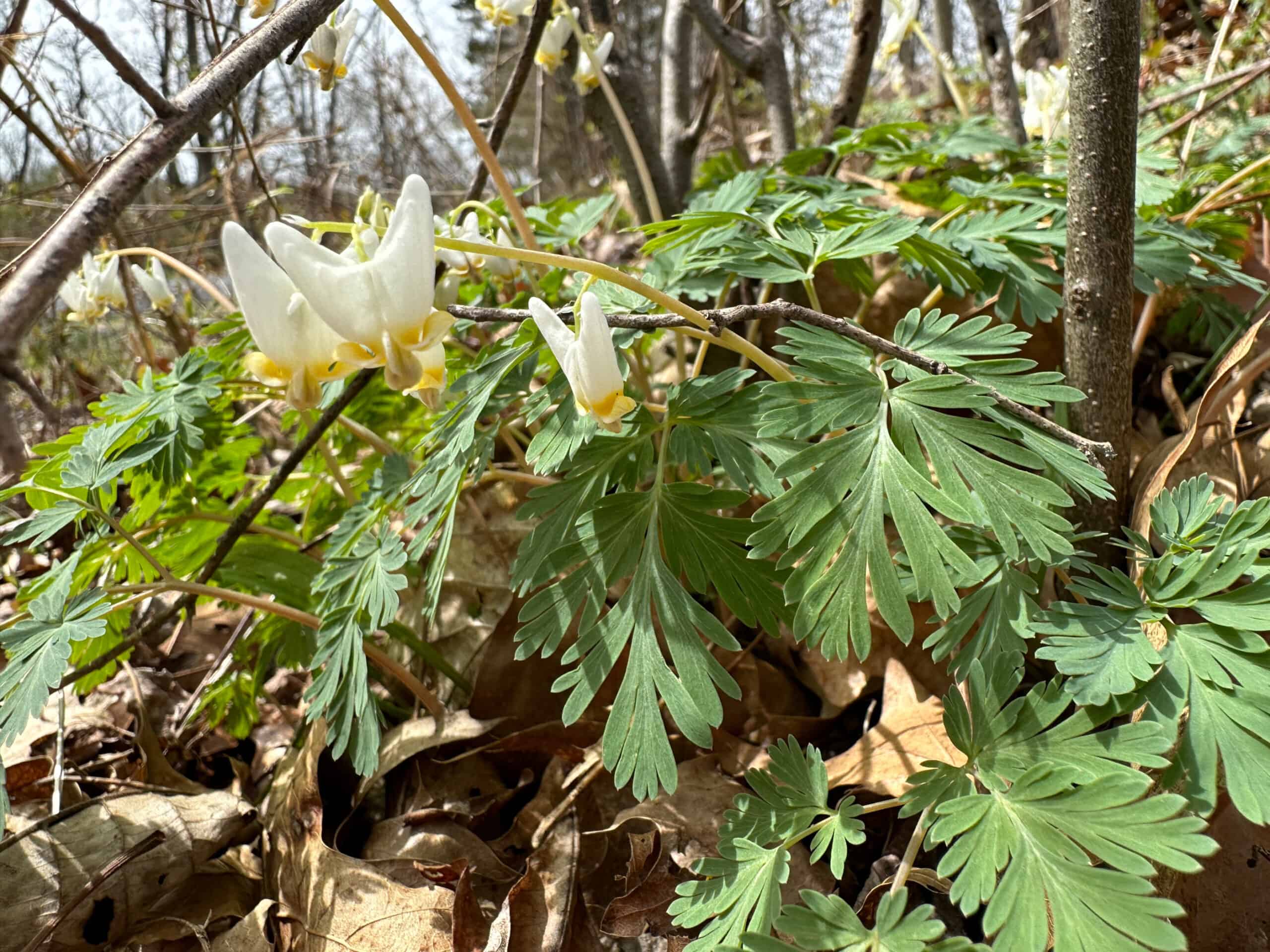Dutchman's breeches wildflower