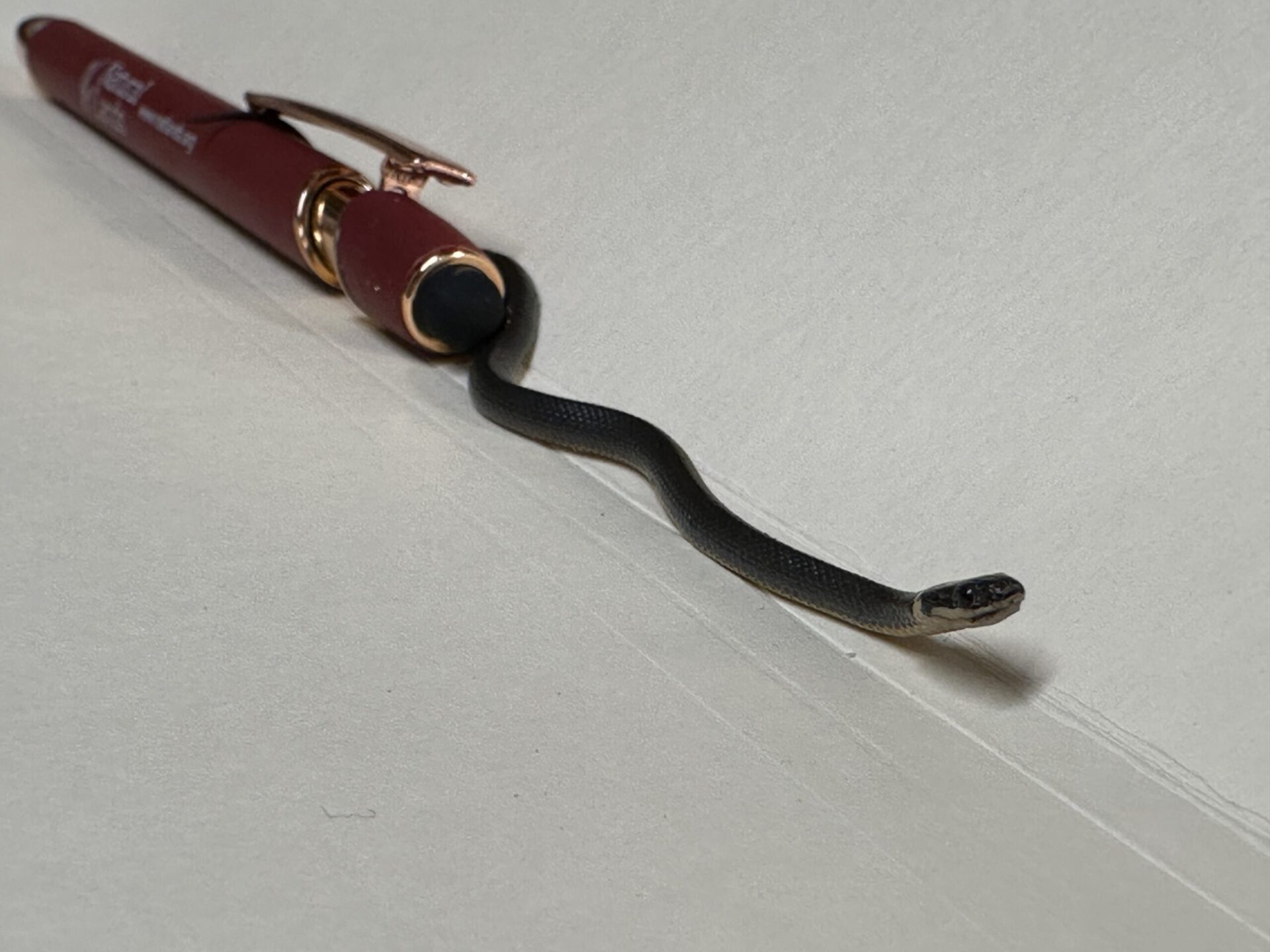 A tiny ring-neck snake on a manila folder alongside a pen.