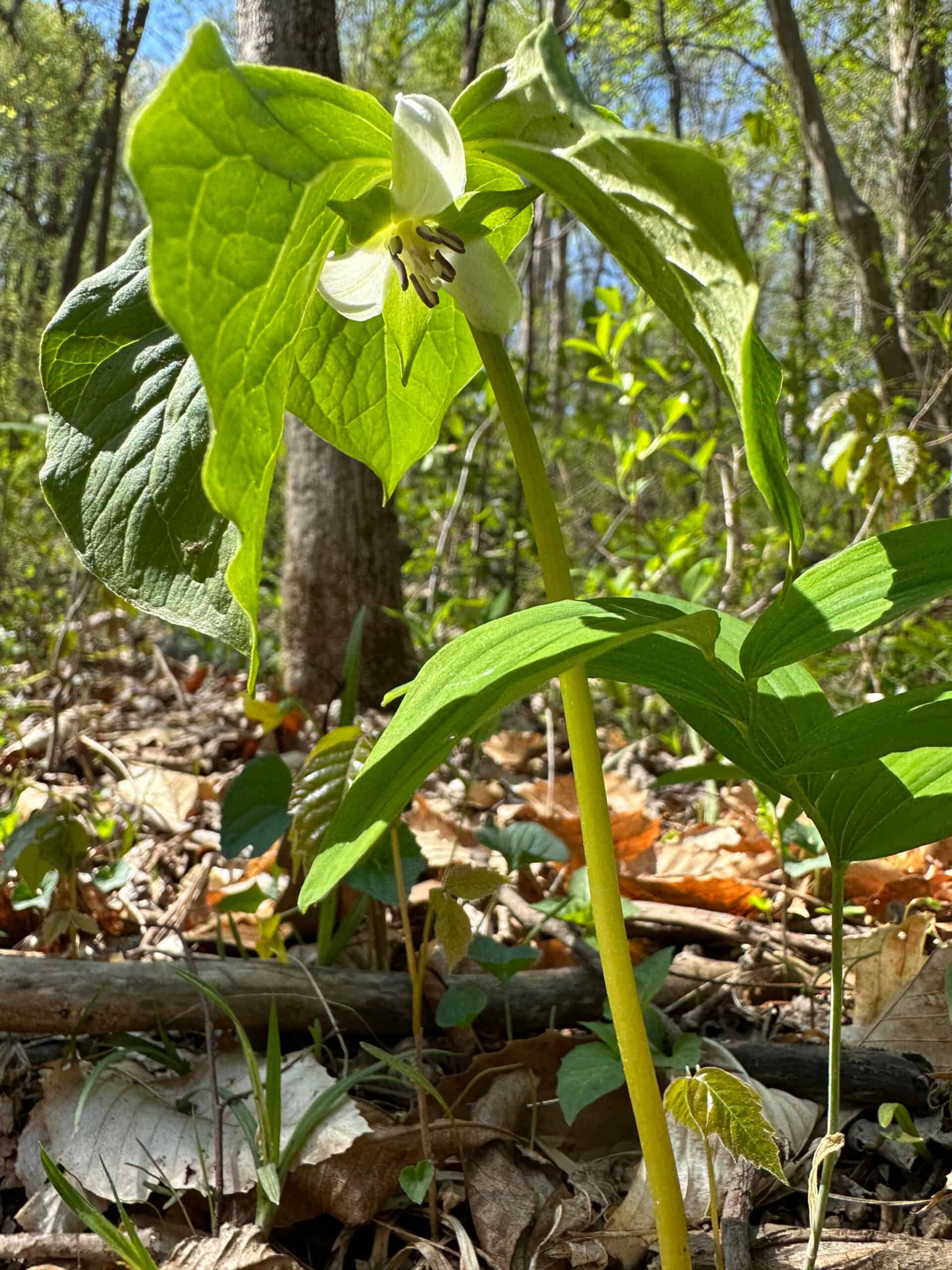 Nodding trillium in flower; white three-petal flower hidden under leaves