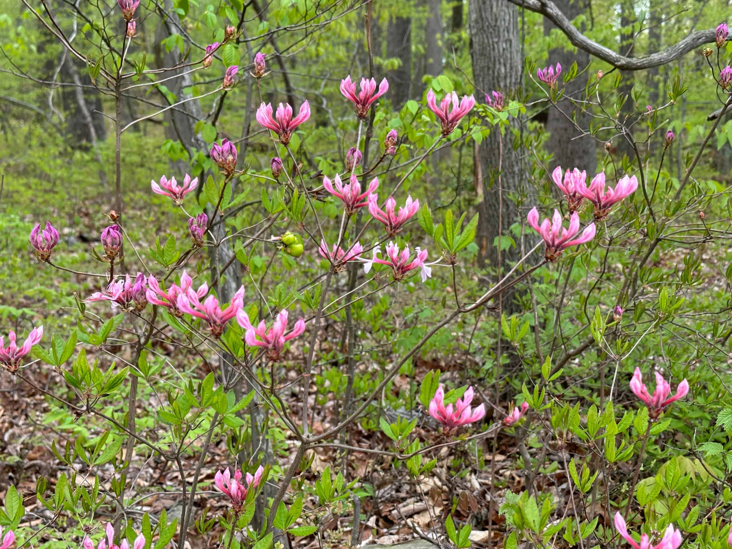 Pinxterbloom azalea in bud--clusters of pointed pink flower buds like crowns