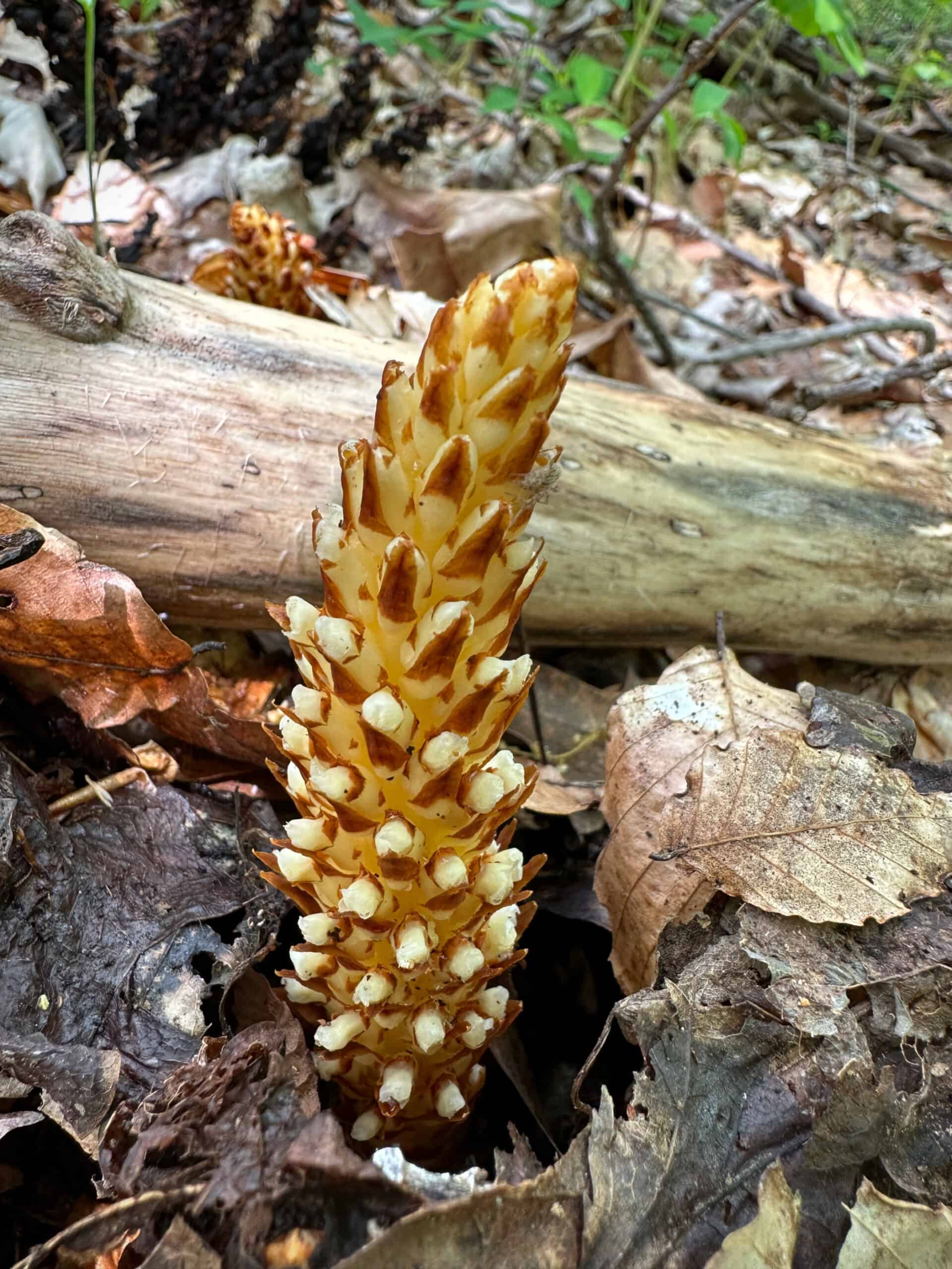 Bear corn--cluster of flowers like corn on the cob