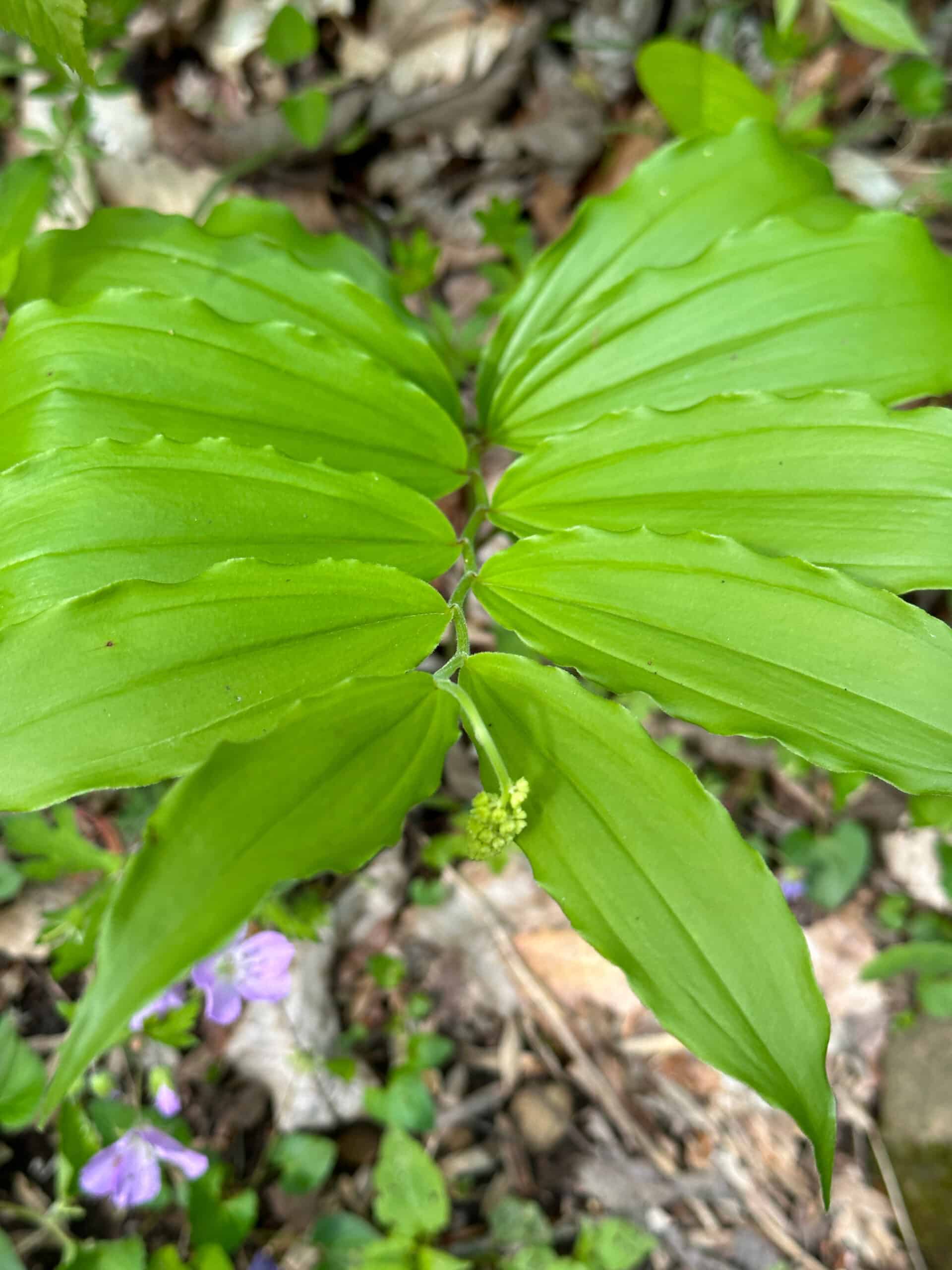 Two rows of parallel leaves of Solomon's plume