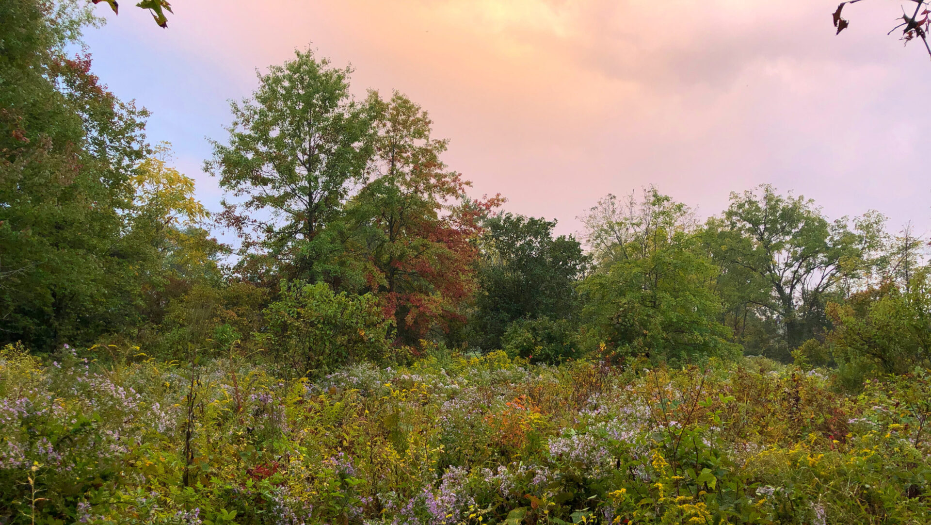 A colorful wildflower meadow in bloom with a forest behind it.