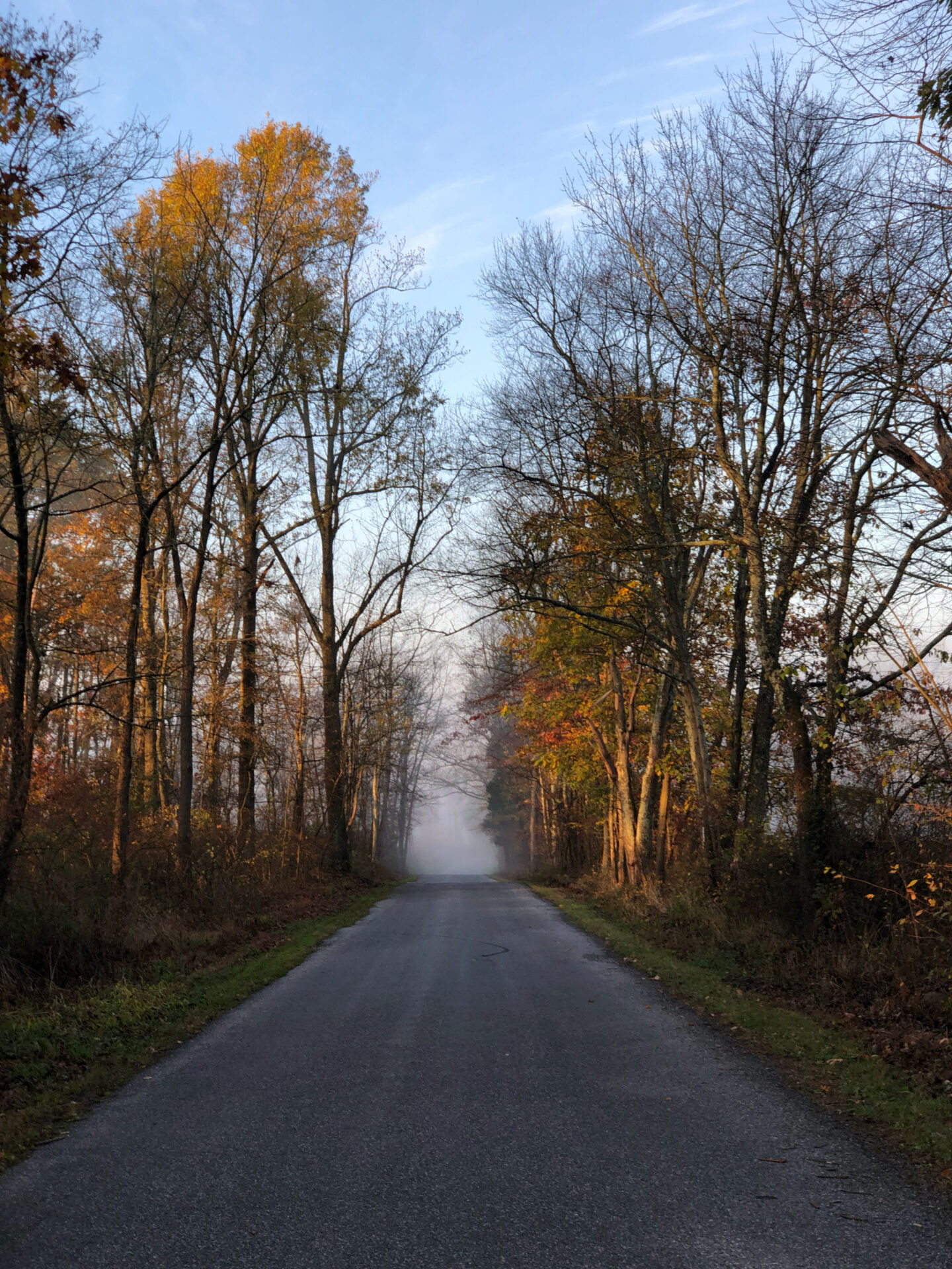country road leading through the trees