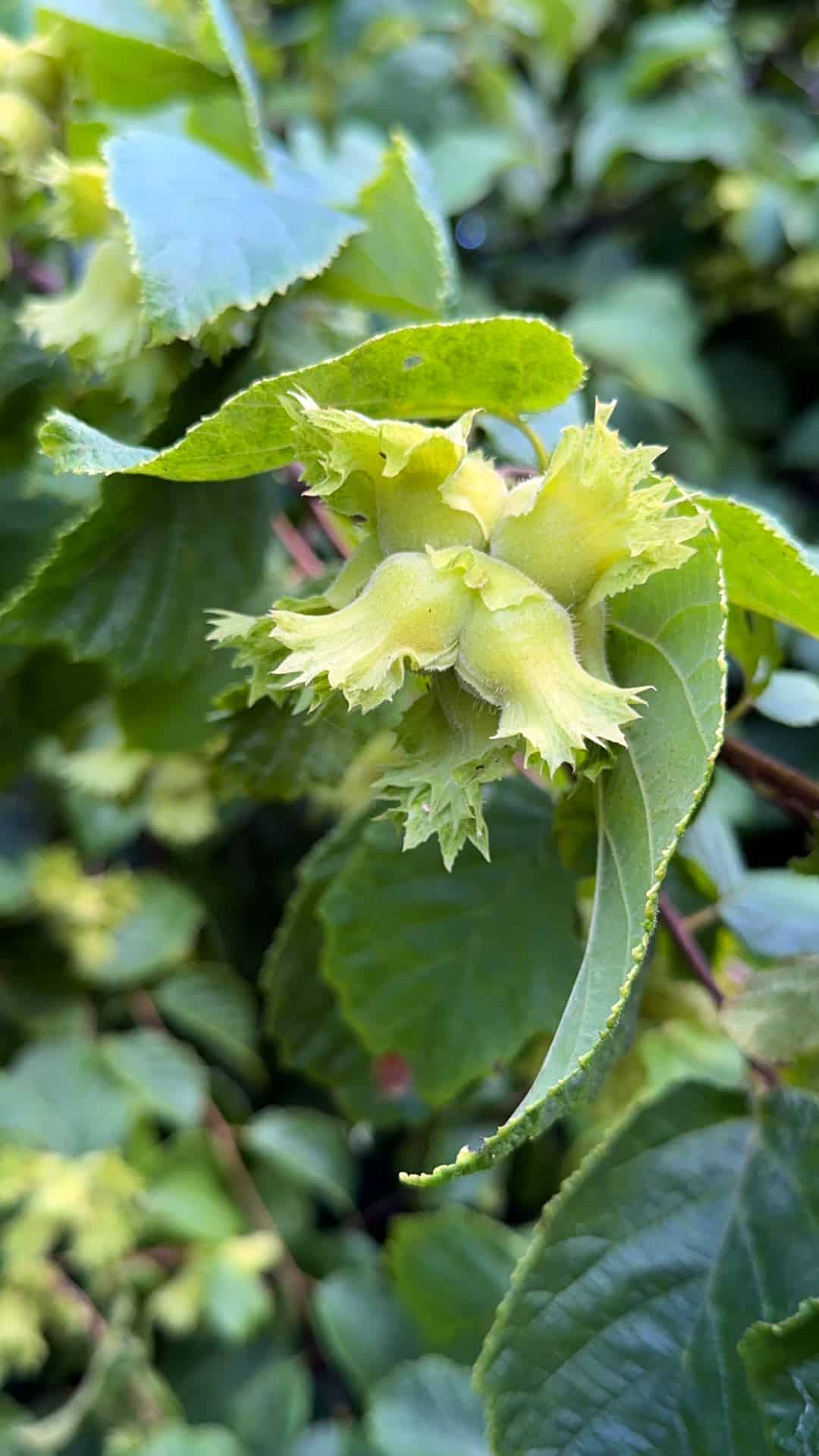 American hazelnut seeds in their ruffled sheaths