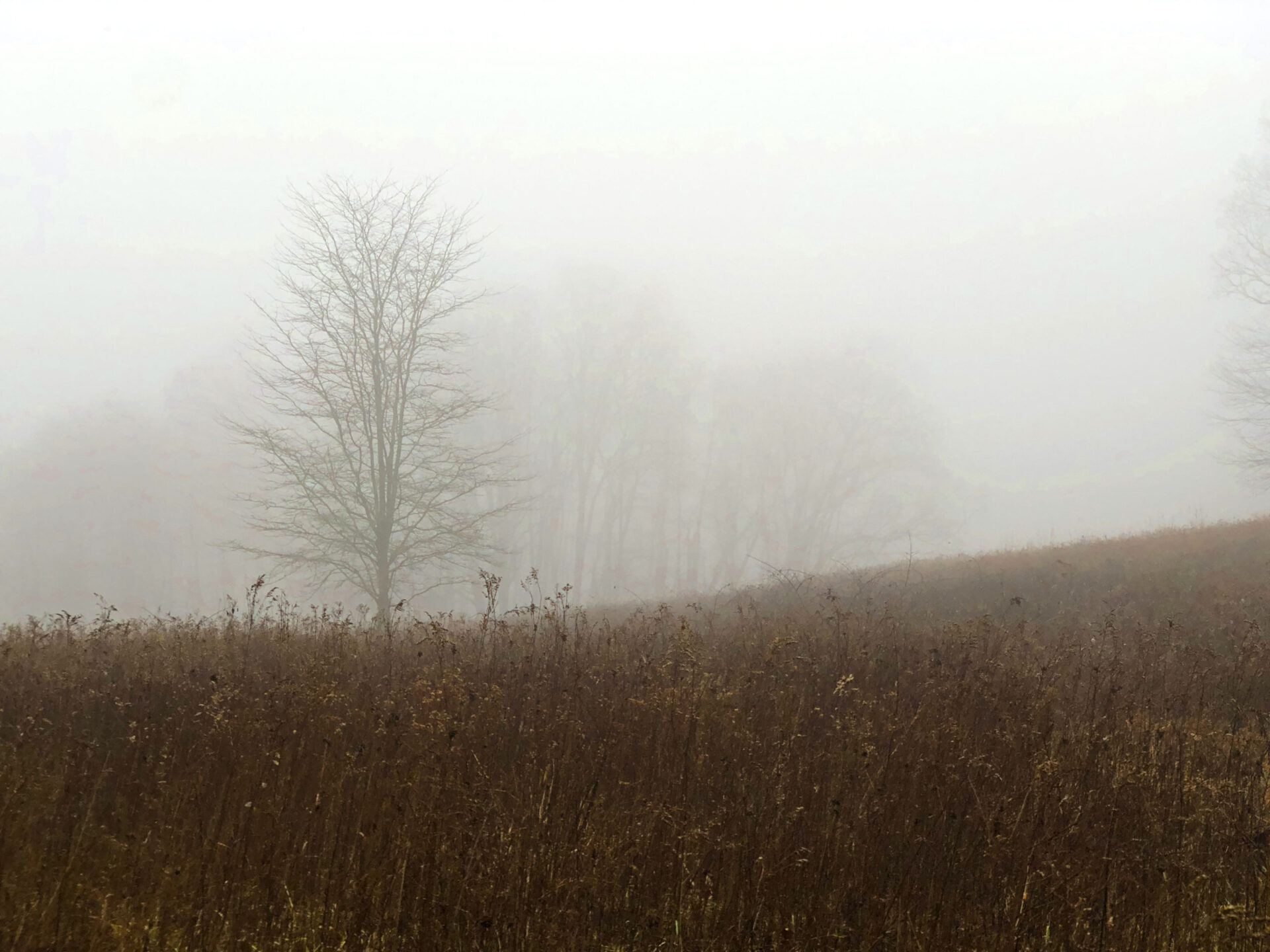fog over a brown field in winter
