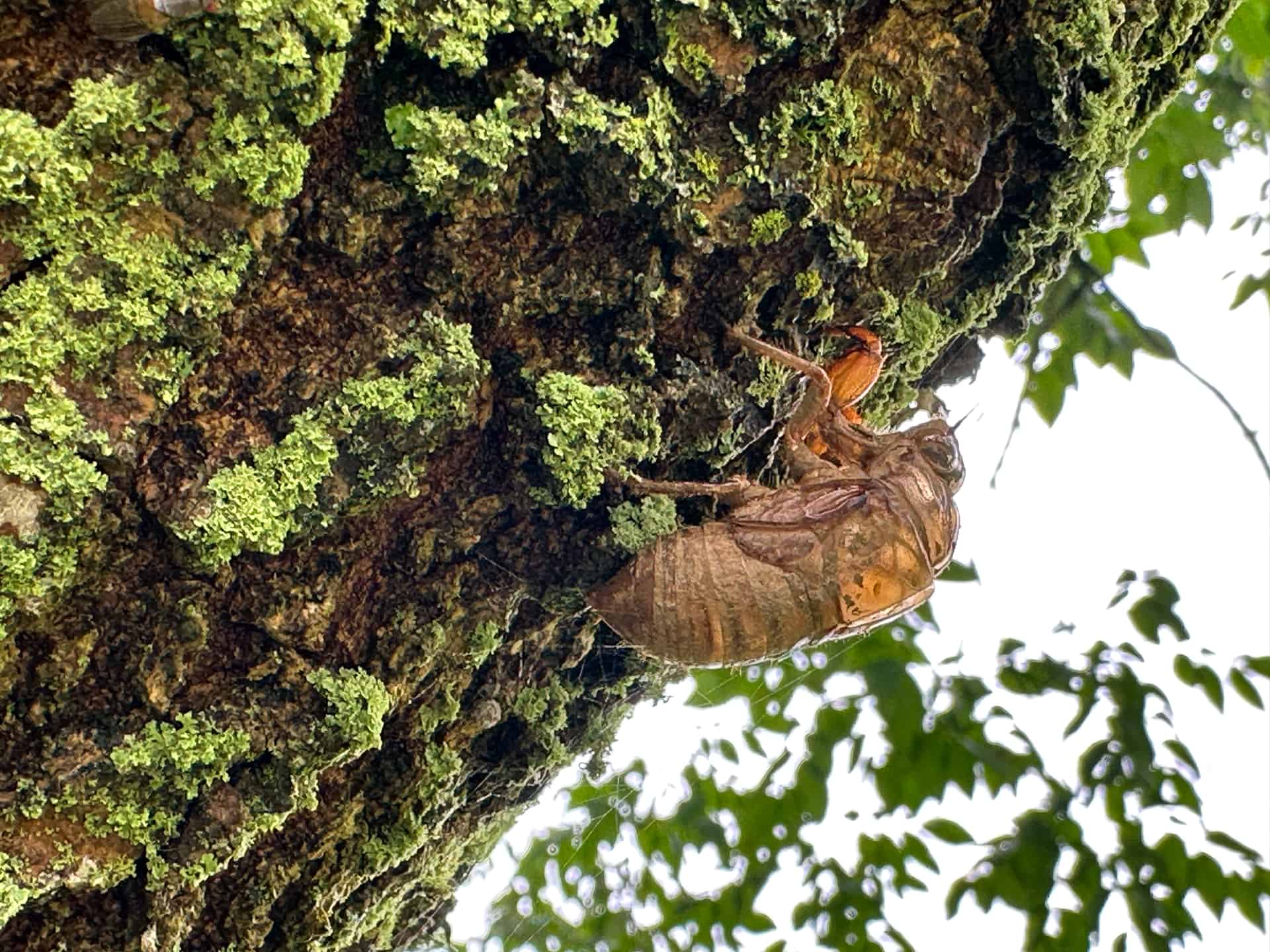 A shed cicada skin clinging to the bark of a tree