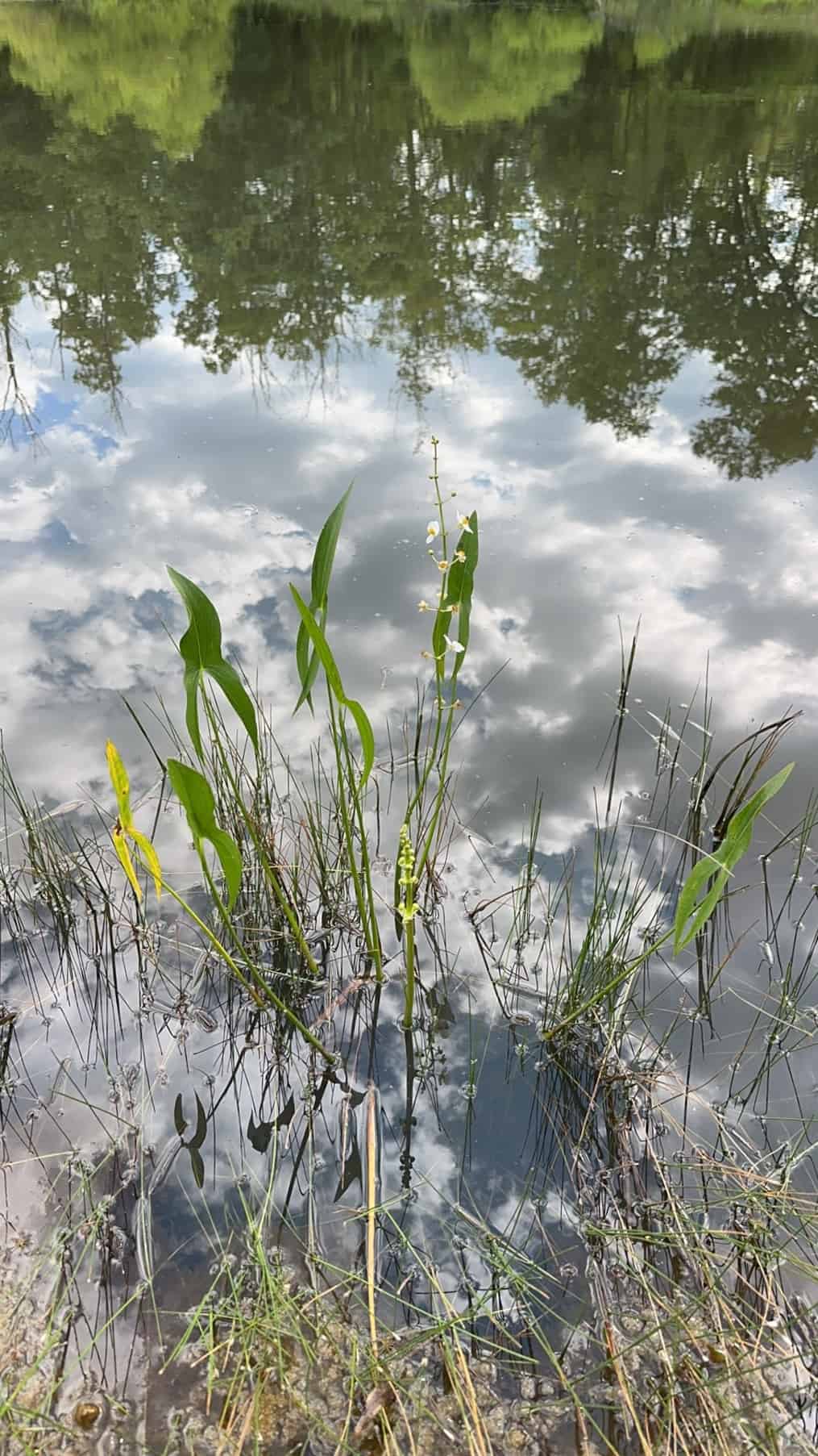 Wetland plant bull tongue arrowhead growing in a pond