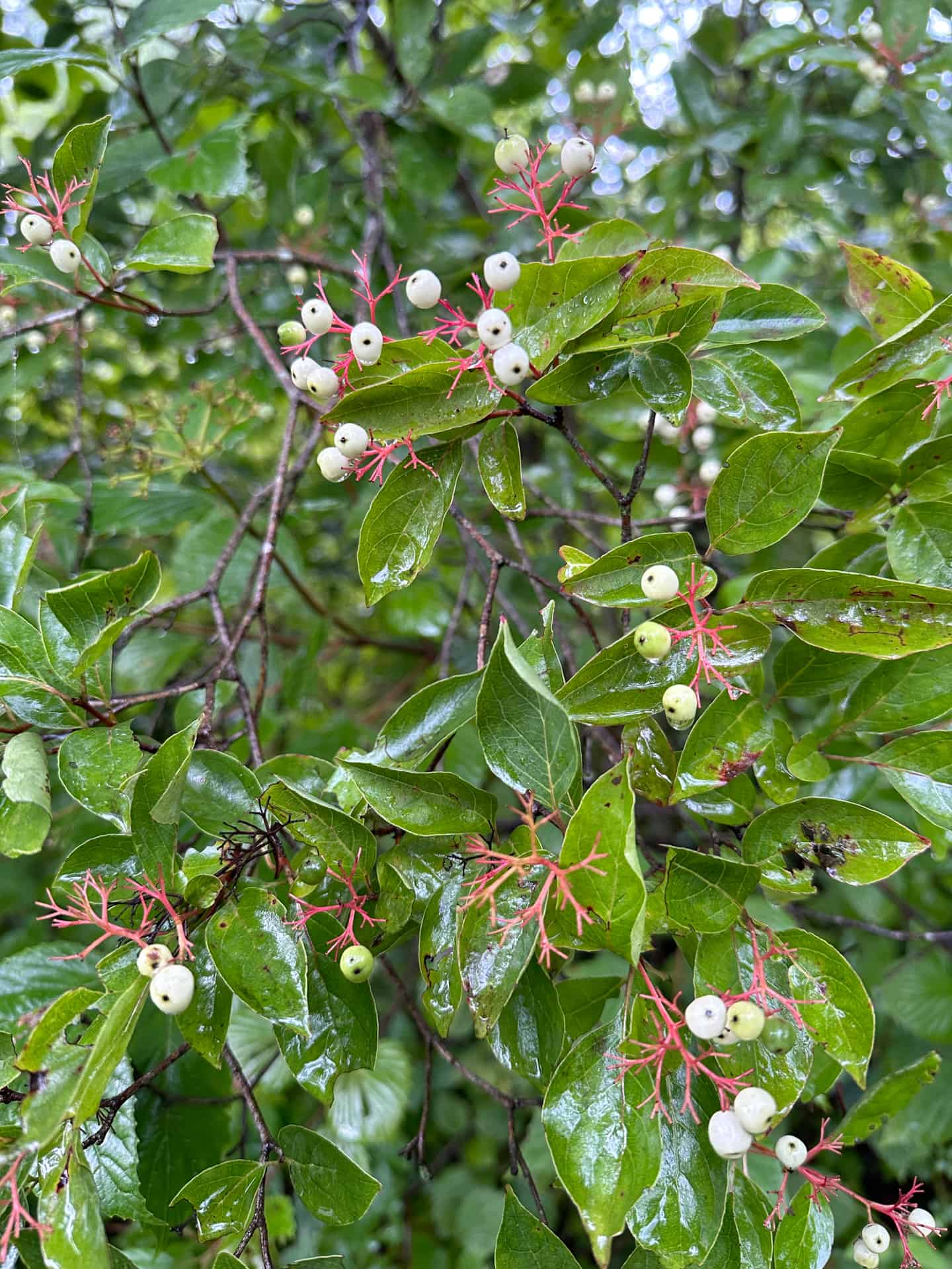 Small fruit of gray dogwood shrubs