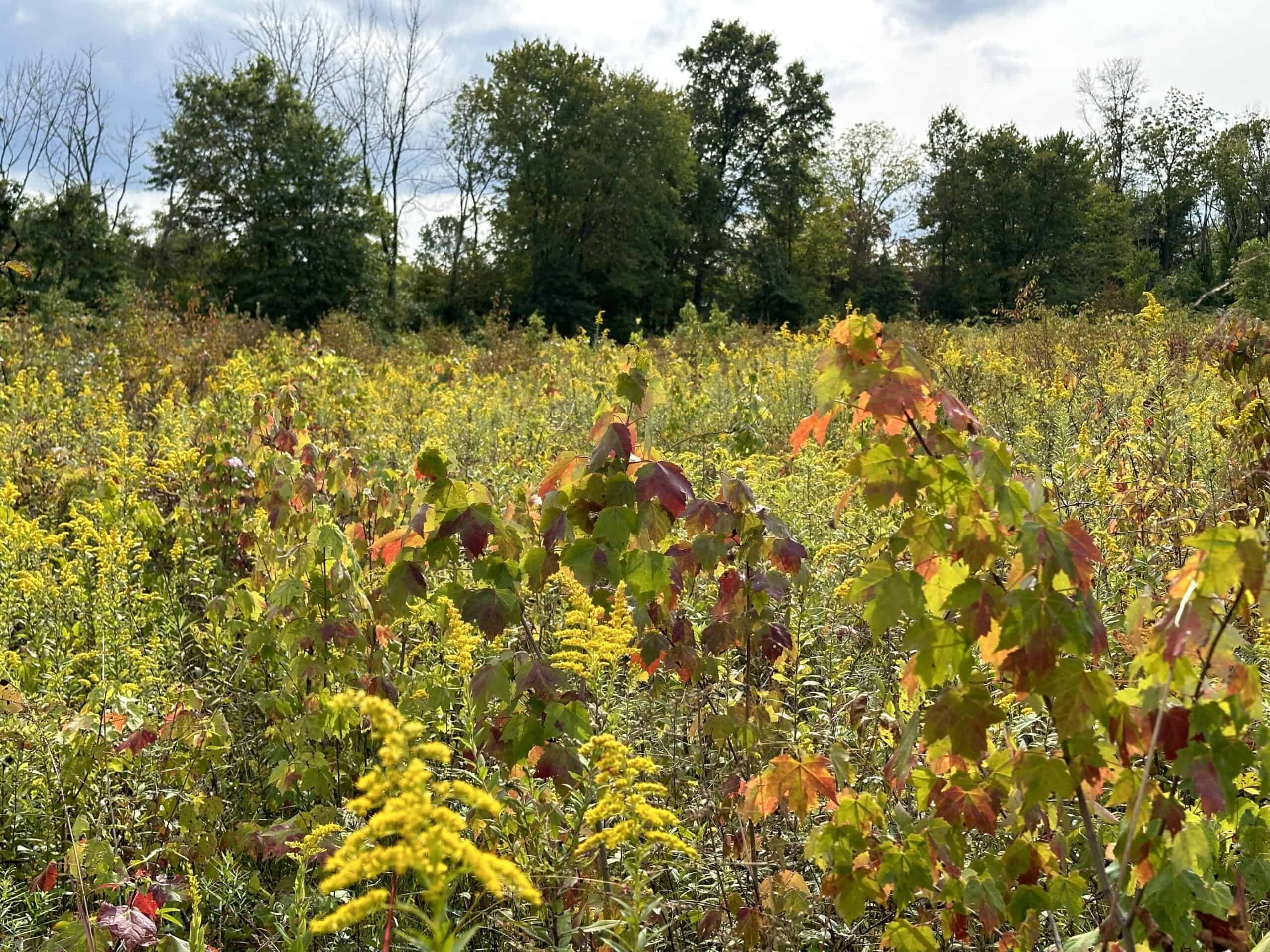 Goldenrod and fall color of seedling red maples in a meadow undergoing succession to forest