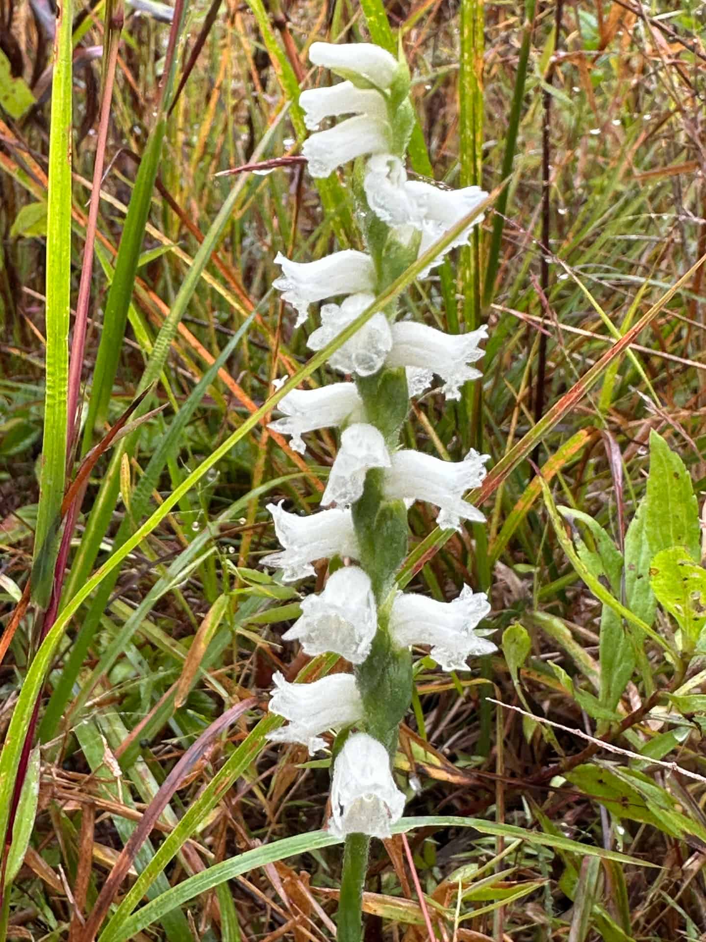 Ladies' tresses orchid flowers