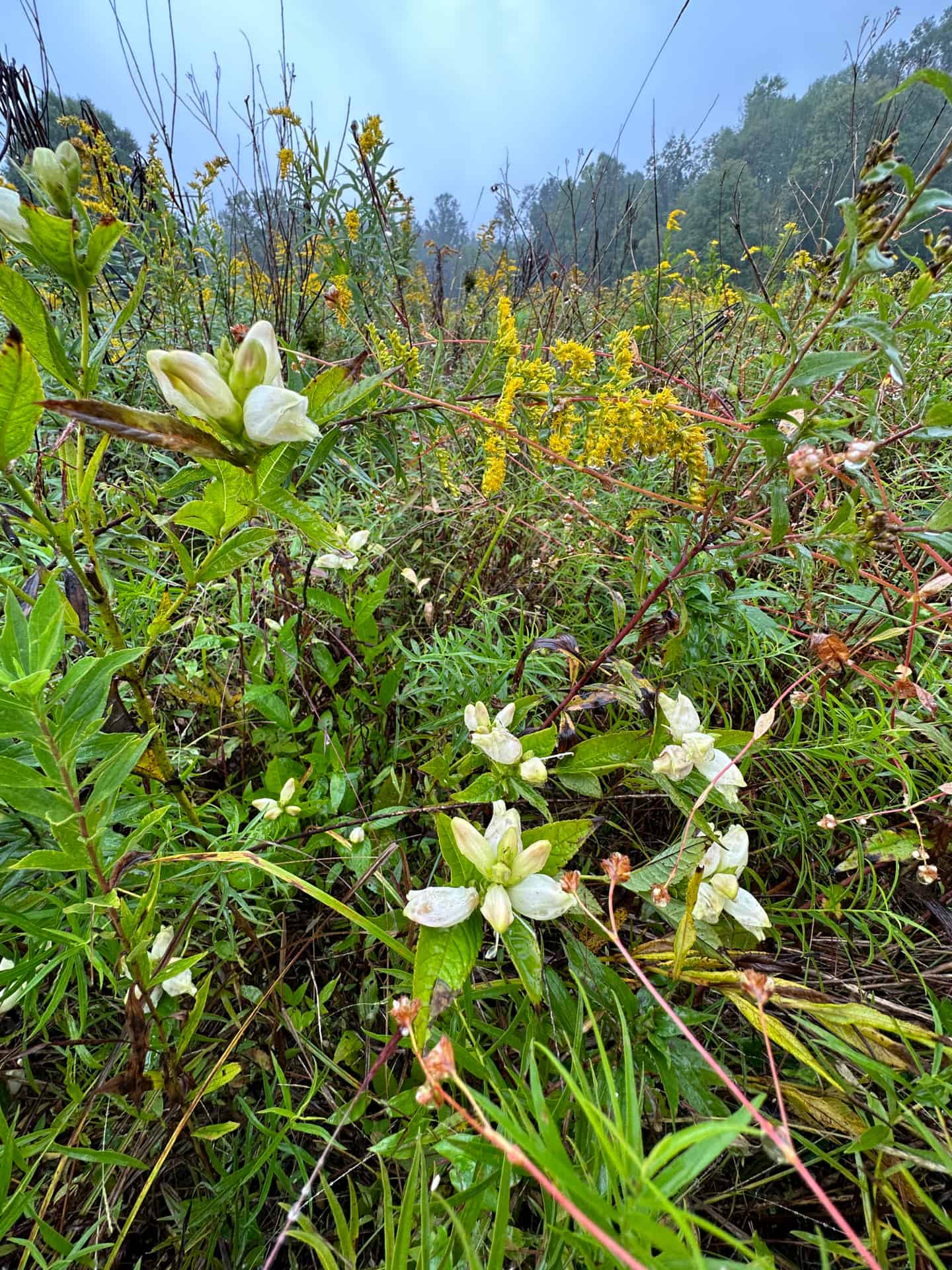 White turtlehead flowers in a meadow