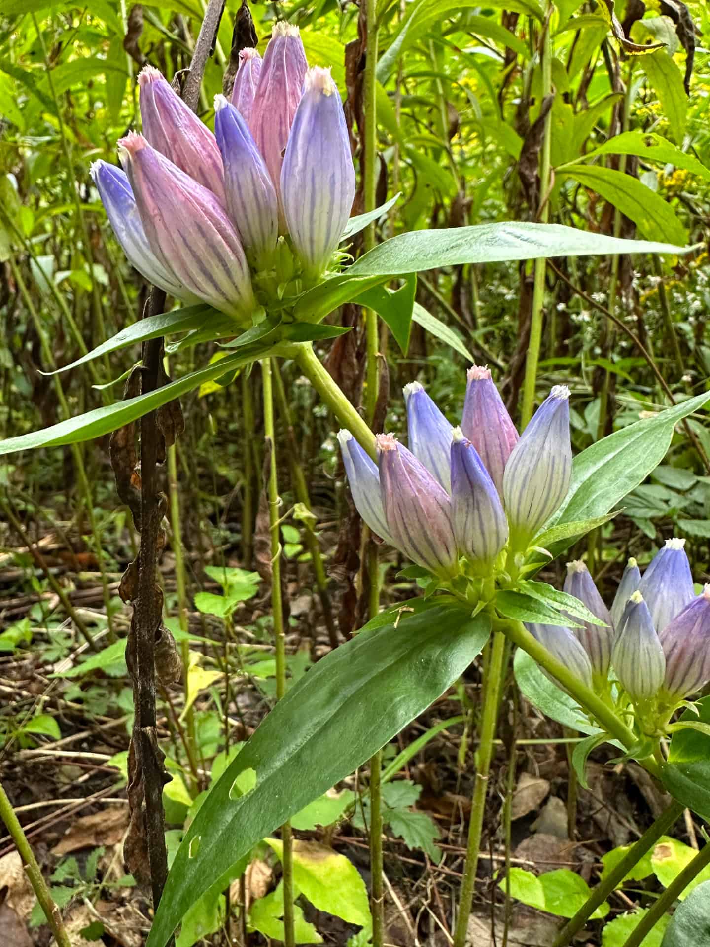 Bottle gentian flowers