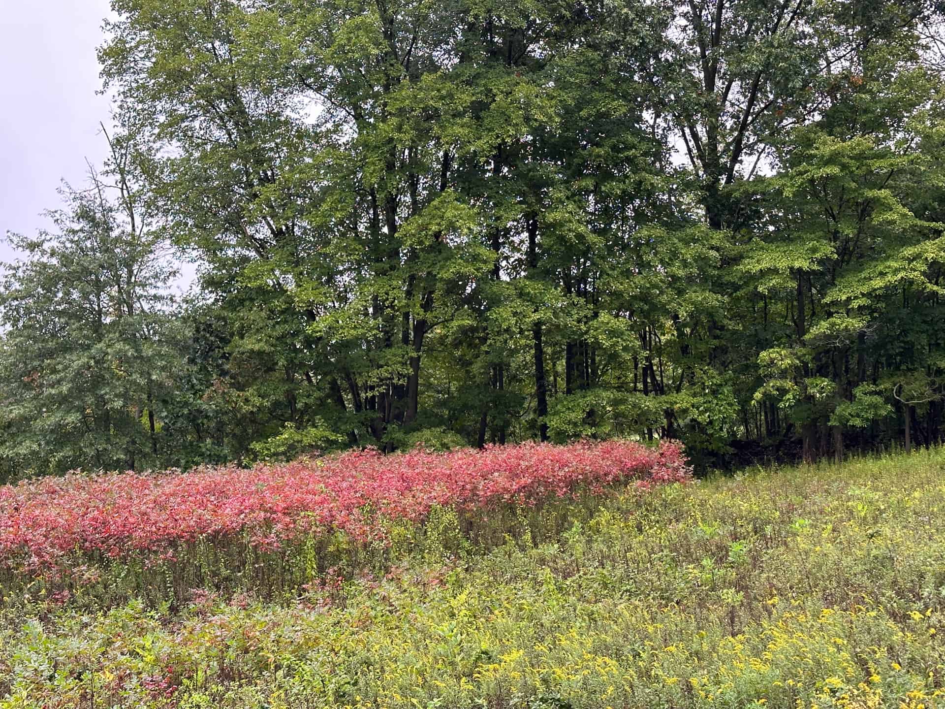 Shining sumac shrubs turning red with autumn in a meadow