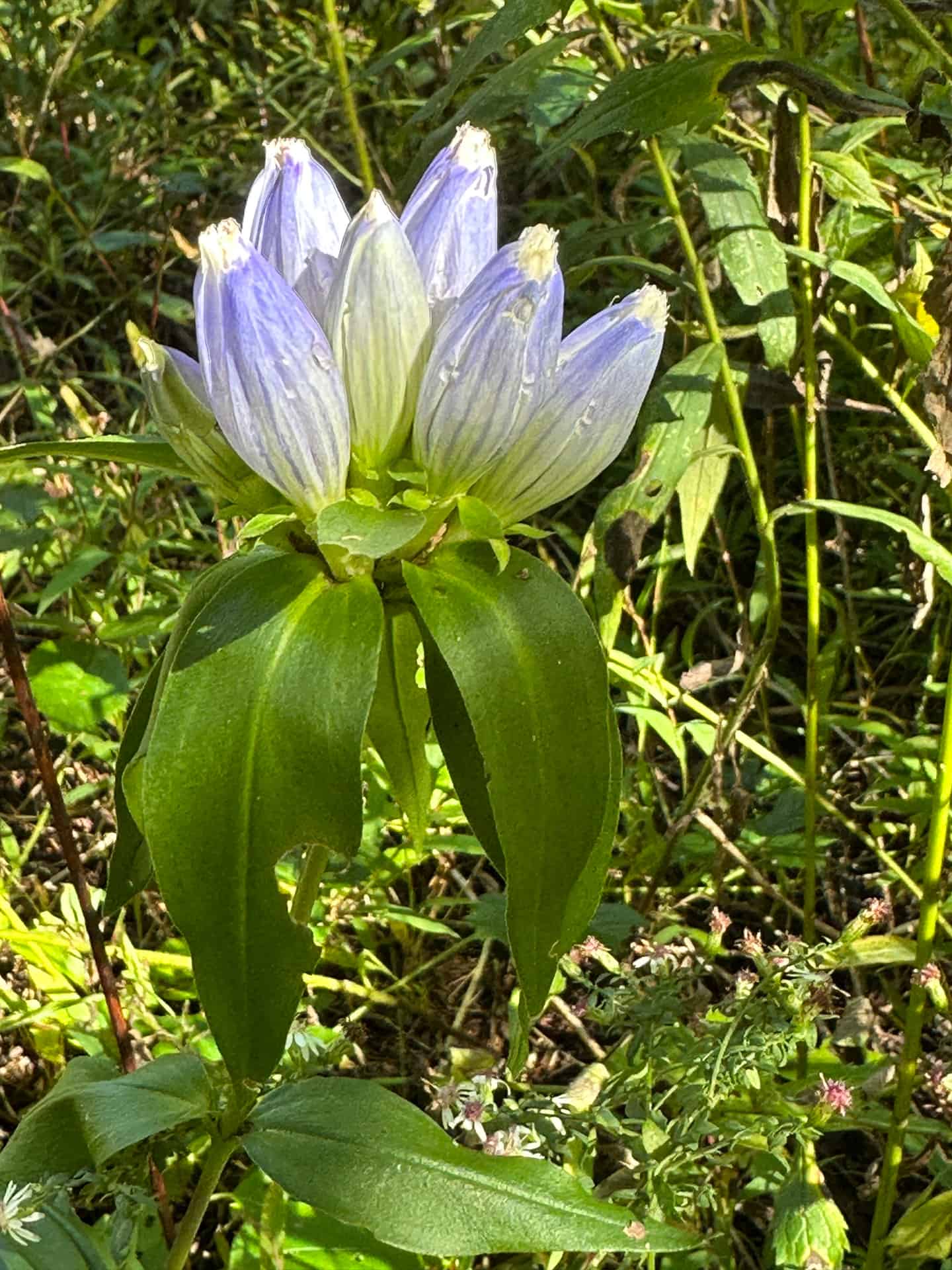 Bottle gentian flowers with a pale blue color