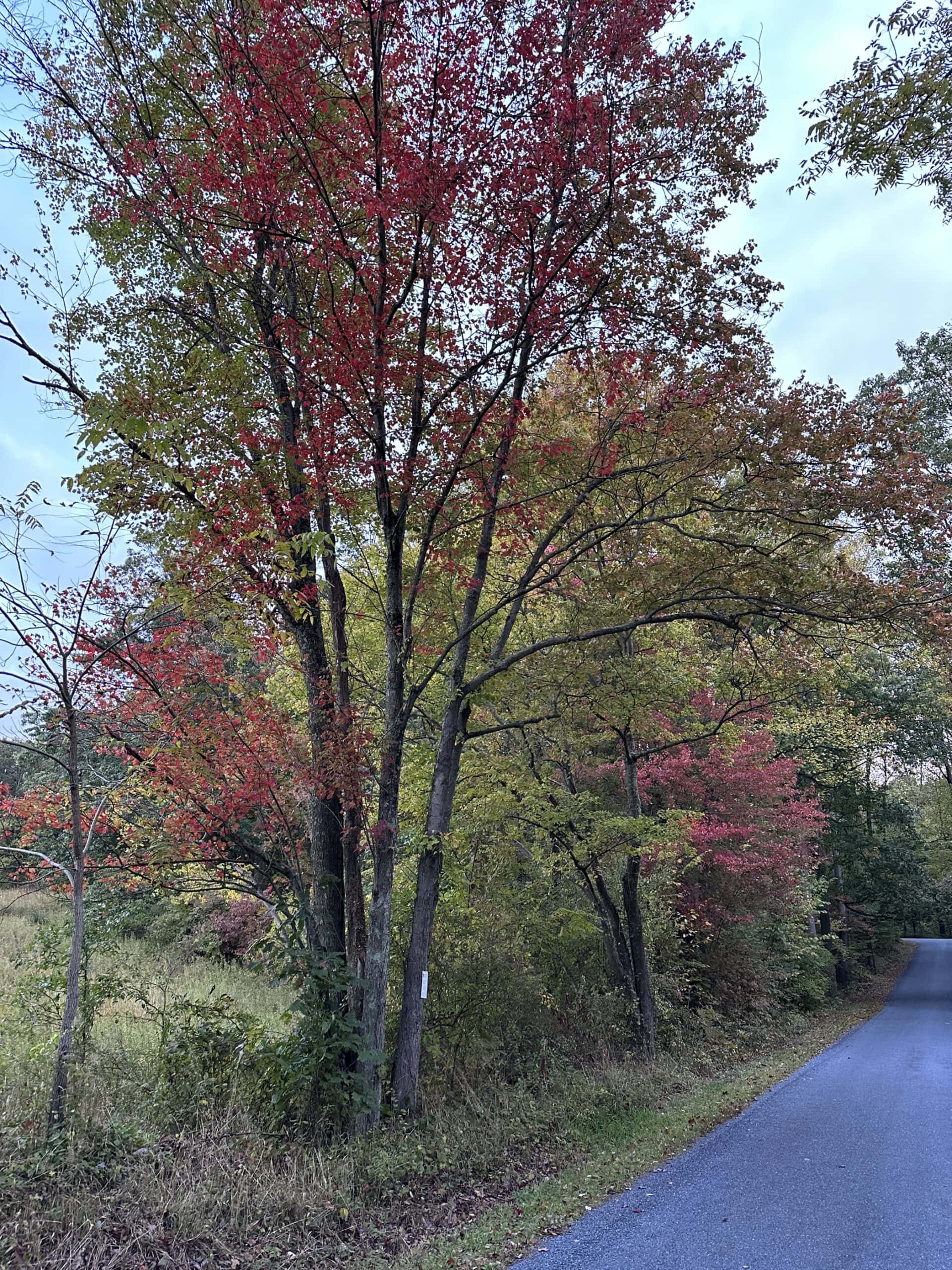 Red maples in fall color along a roadside