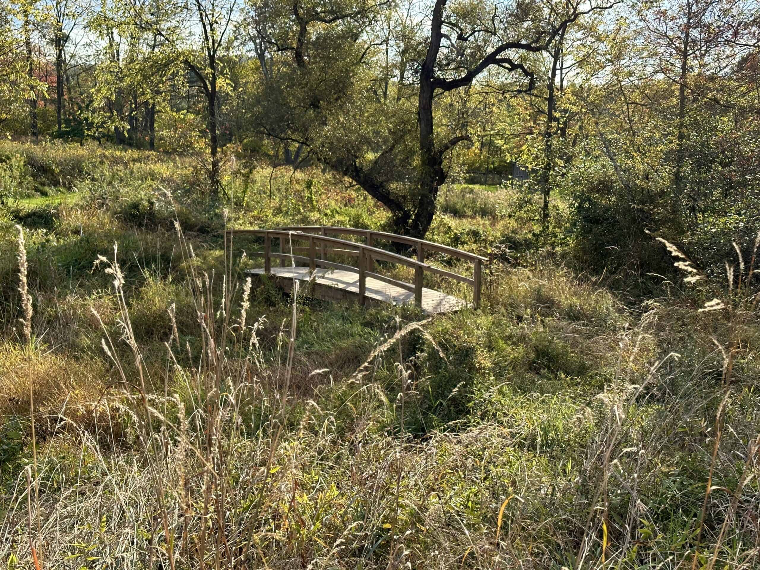 An arched footbridge below a meadow with a weeping willow in the background