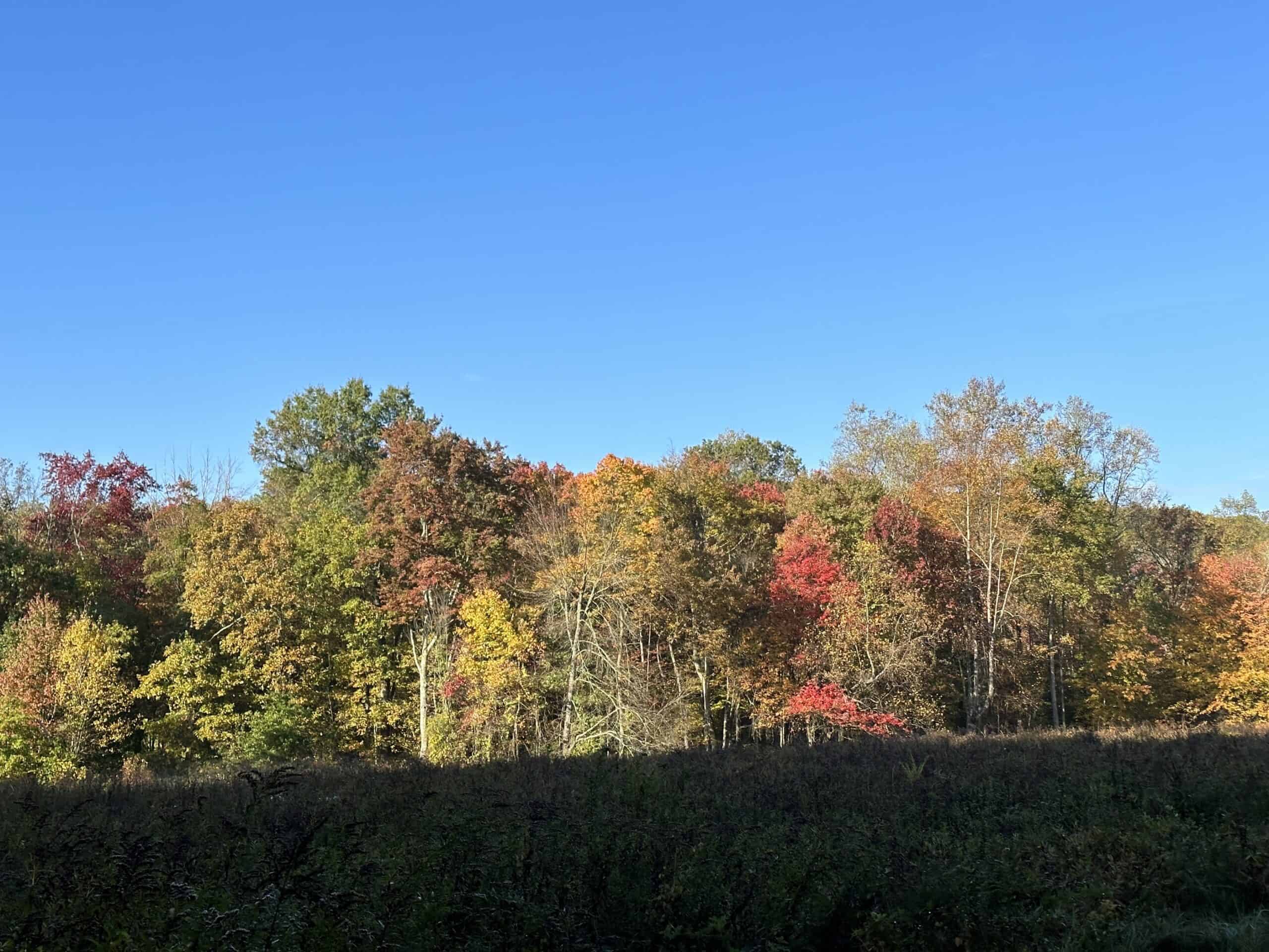 Distant woods with a hint of fall color.