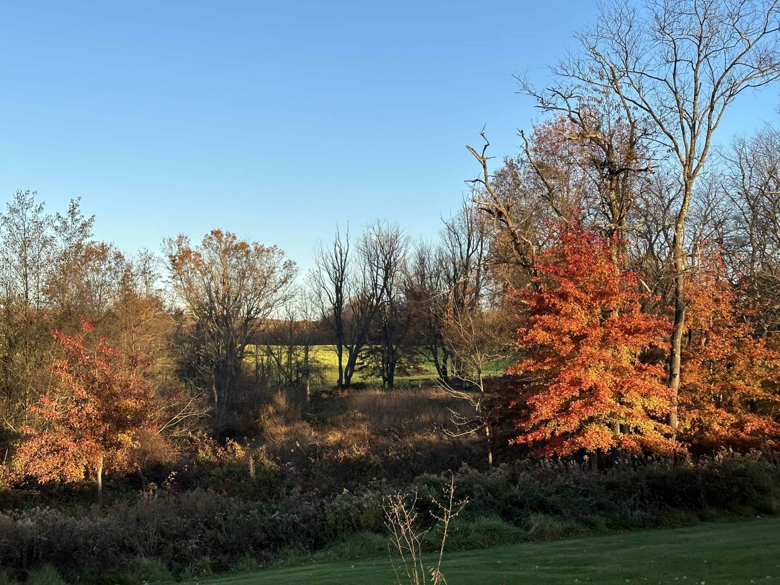 Early morning light brightens an oak with autumn orange foliage