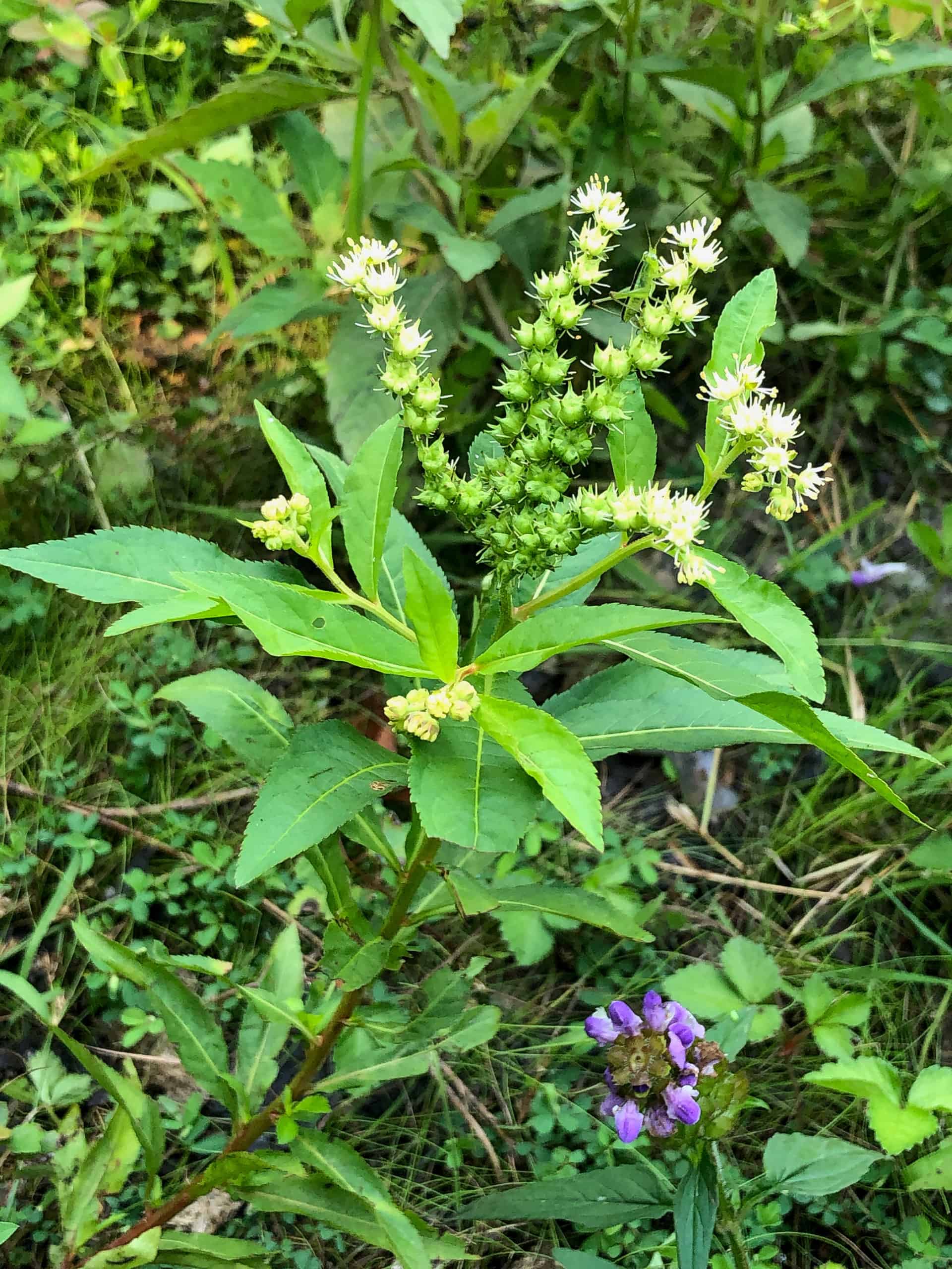 white and purple wildflowers surrounded by green leaves