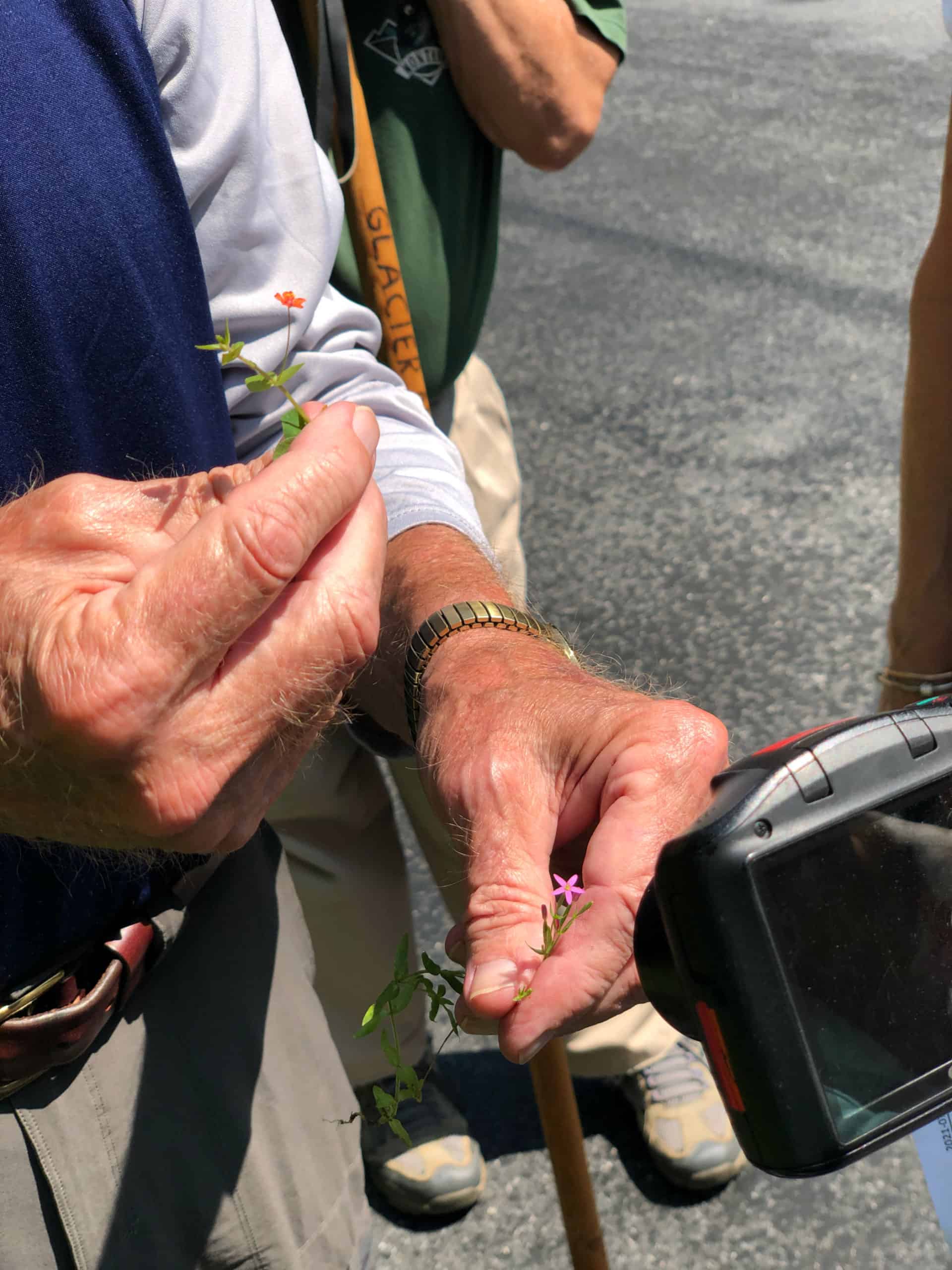 man hands hold 2 delicate flowers for another camera taking a close up photo
