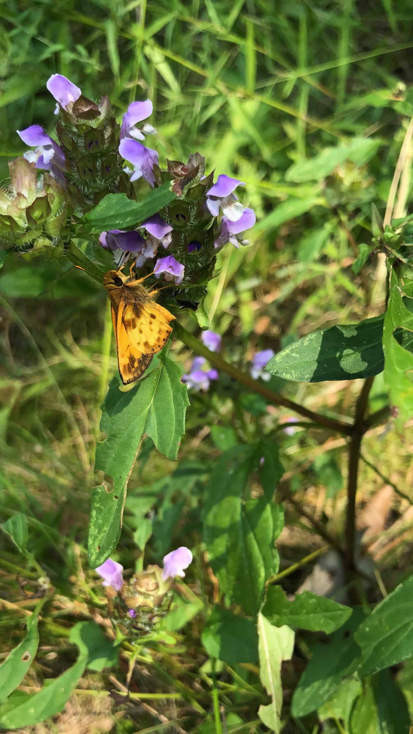 yellow moth on a purple flower with green leaves and grass in the background