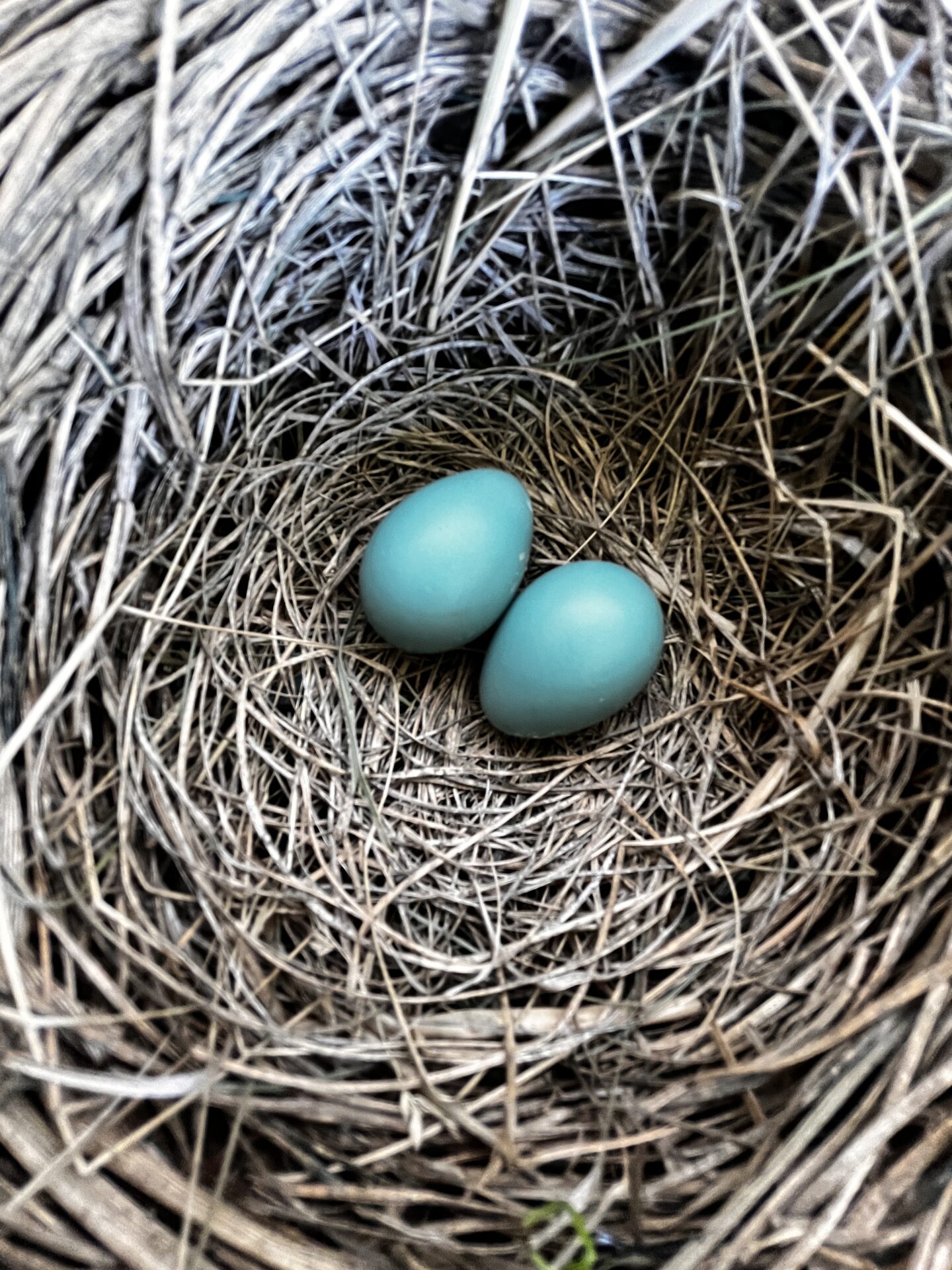 a brown next with two bright blue eggs in it