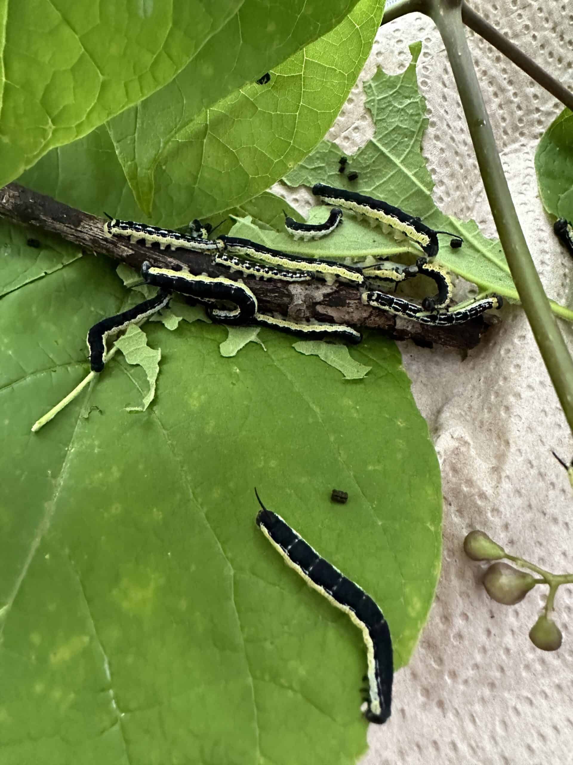 Green and black caterpillars of the catalpa sphinx moth, on a leaf