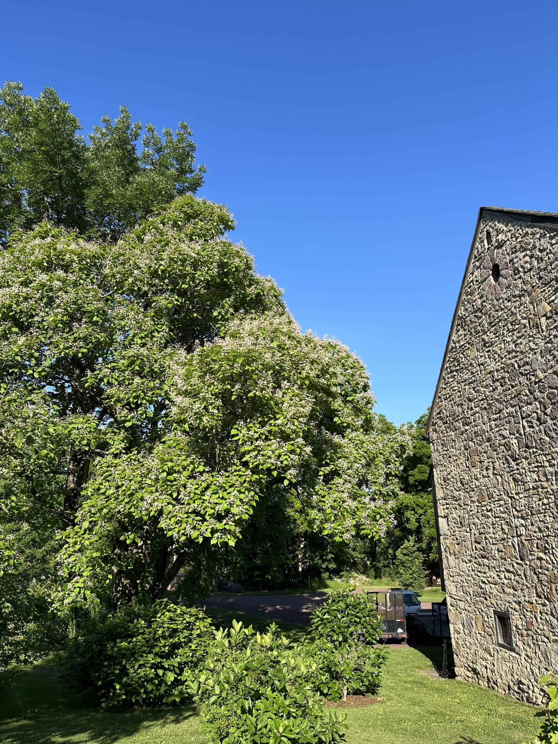 Catalpa tree in flower next to a stone barn.
