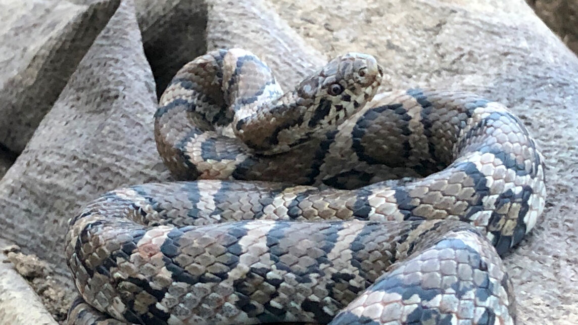 Eastern Milk Snake, Not A Copperhead