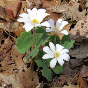 white flowers in a leafy background