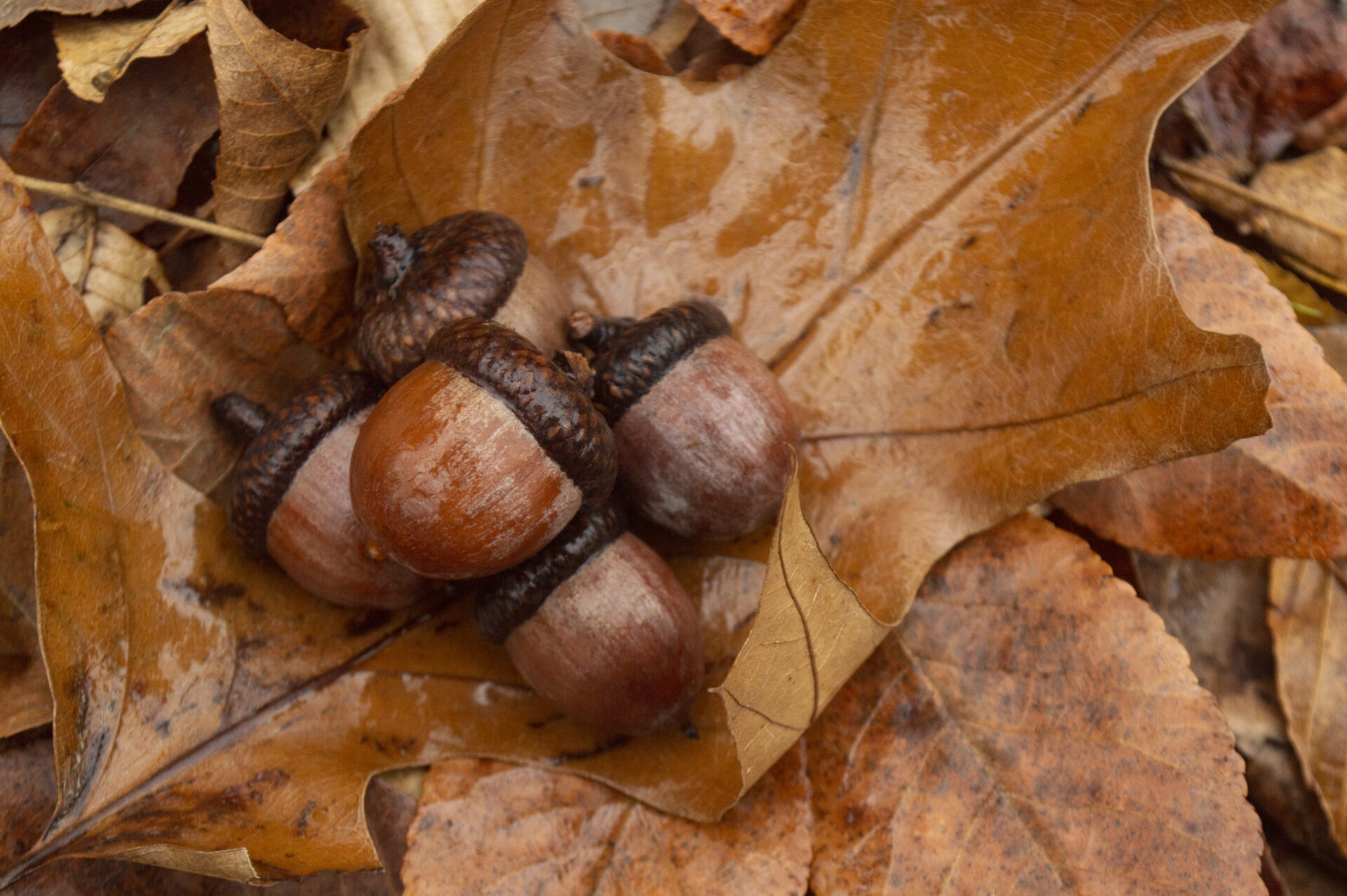 five acorns on a layer of brown leaves