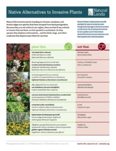 Image of a handout on native alternatives to invasive plant species