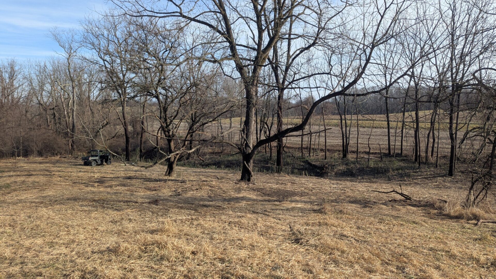 A photo of a section at Stroud Preserve that used to have invasive bamboo there. 