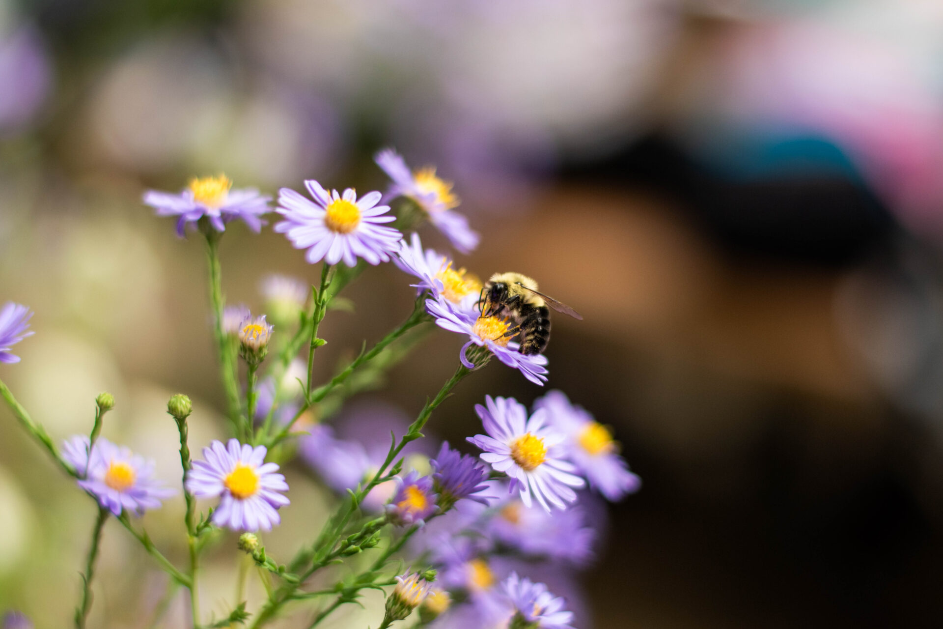 a close-up of a yellow and black bee on a purple flower with yellow center