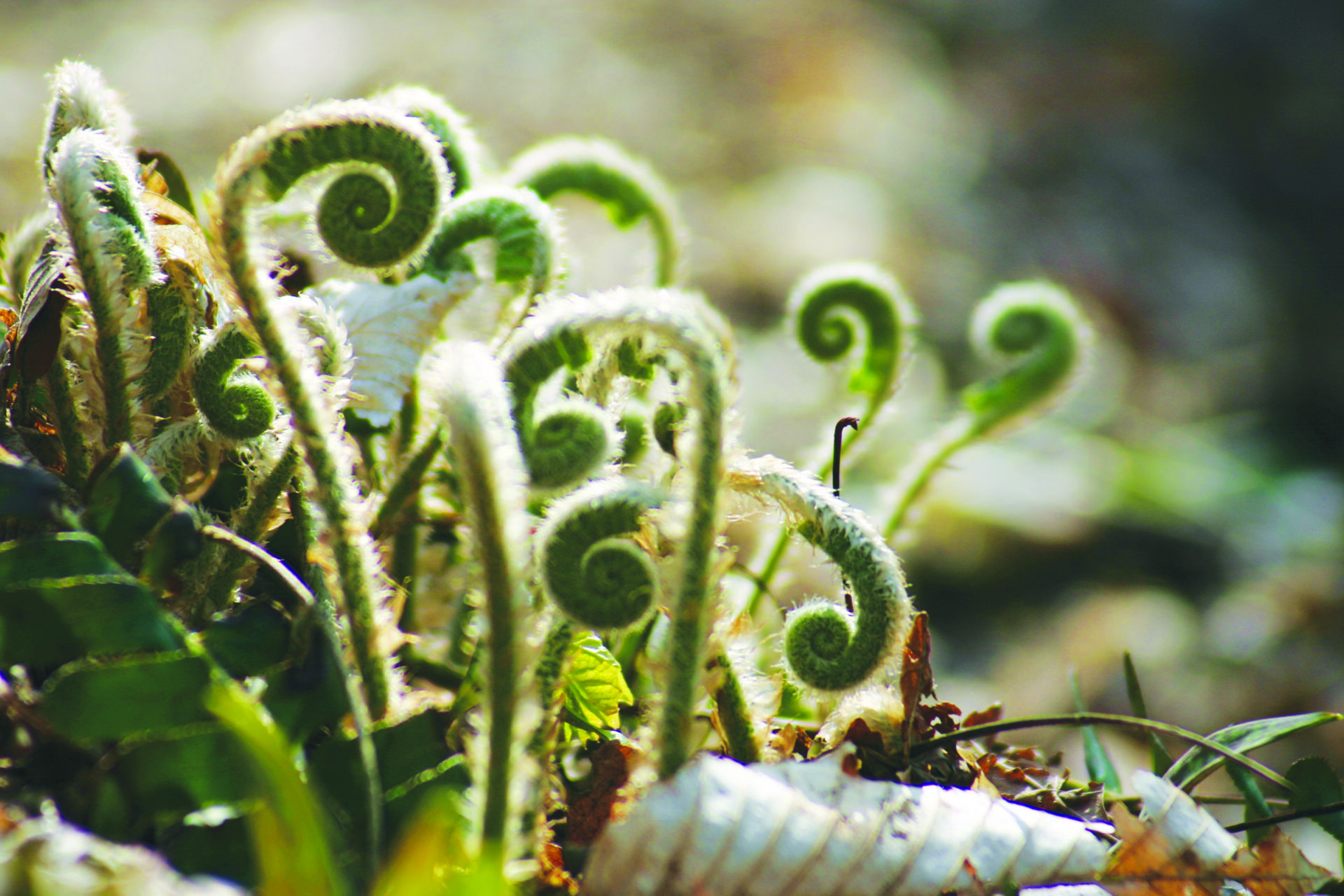 small green fiddleheads of a fern, the plant's curled up fronds, are illuminated by bright light in the forest