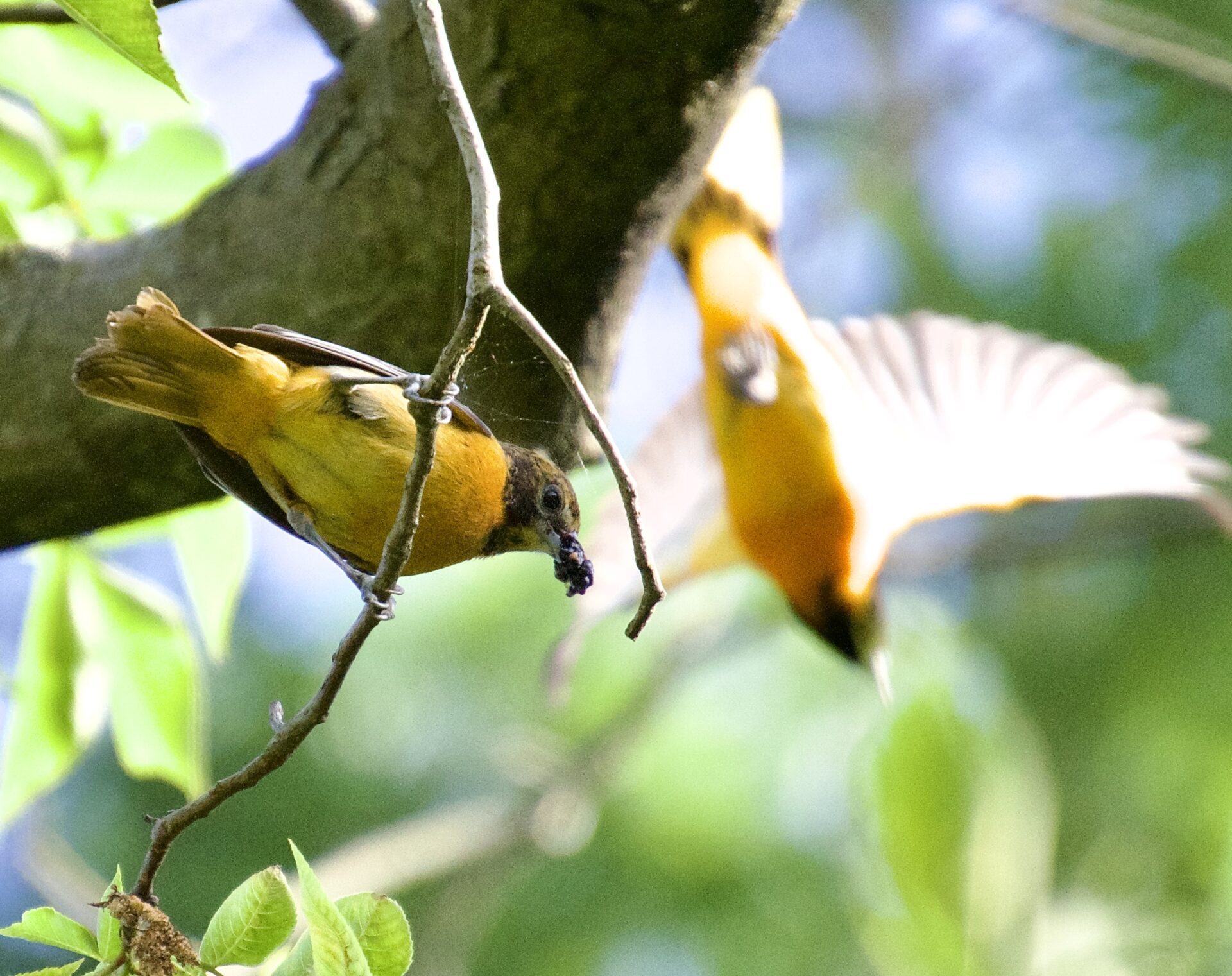 a bright orange bird on a branch with food in its mouth and another in flight above it