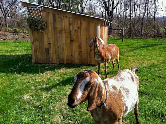 two brown goats outside near their wooden shed