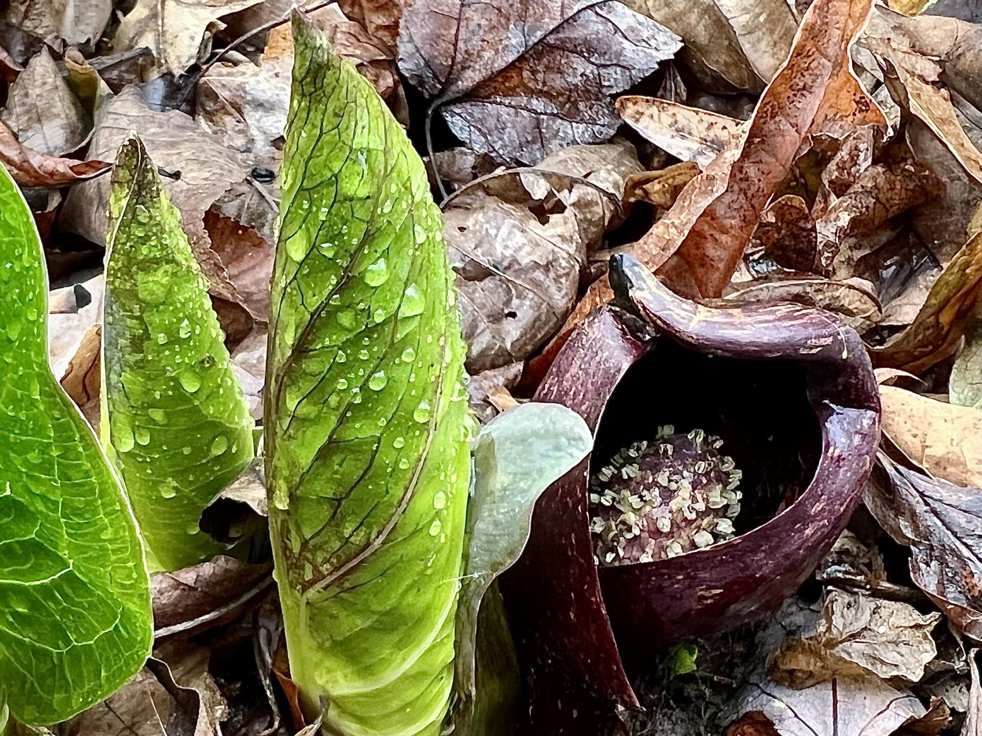 an odd-looking purple flower with columnar leaves covered in dew poking out of the ground, which is covered in brown leaves.