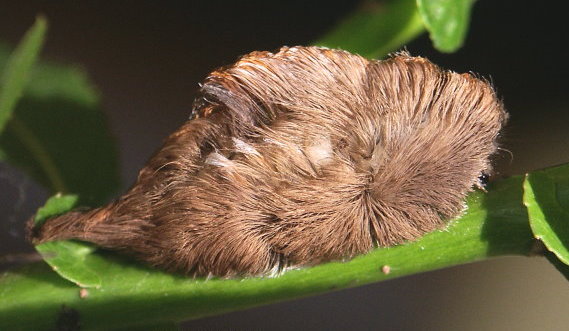 puss_caterpillar_Edith Smith Puss moth in caterpillar stage