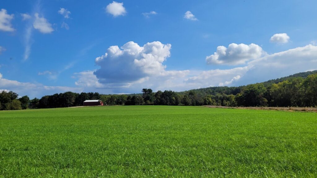 a sunny day over a green field, clouds in the background.