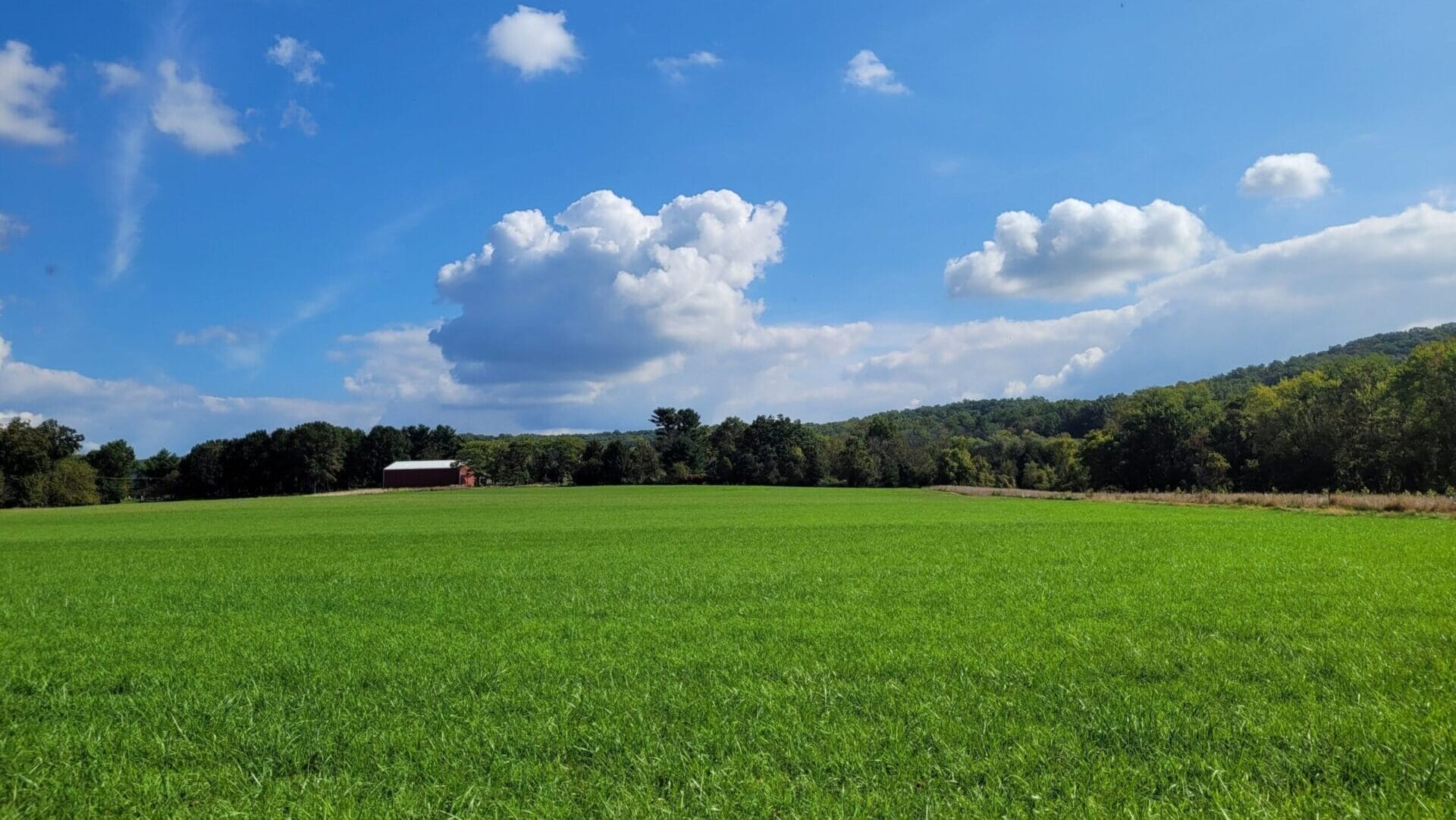 a sunny day over a green field, clouds in the background.