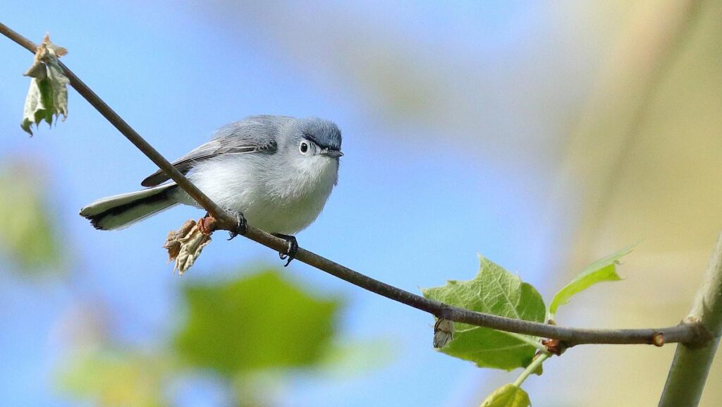 a blue-gray gnatcatcher perched on a branch with spring leaves